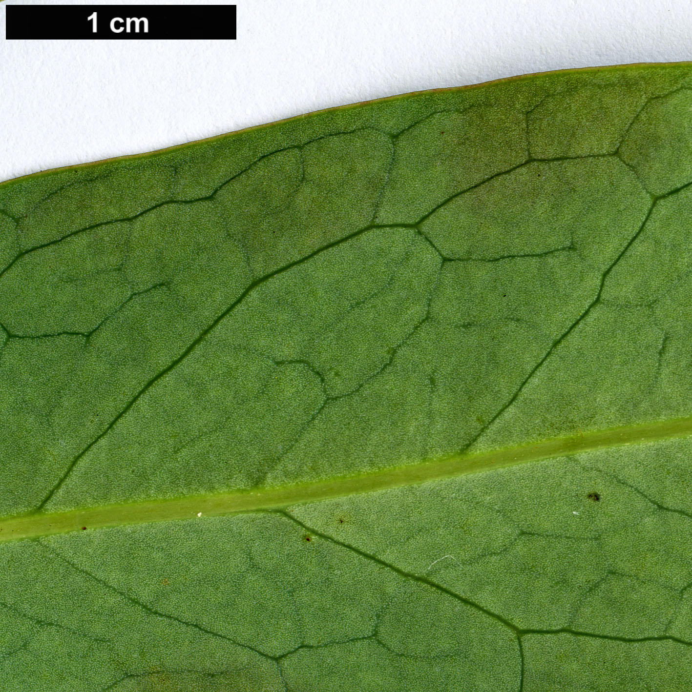 High resolution image: Family: Proteaceae - Genus: Telopea - Taxon: oreades