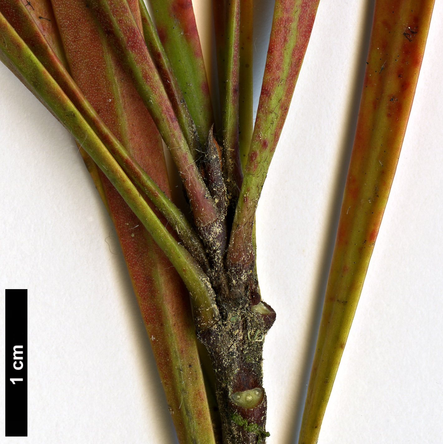 High resolution image: Family: Proteaceae - Genus: Toronia - Taxon: toru