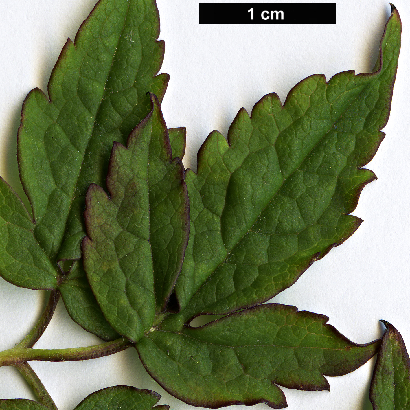 High resolution image: Family: Ranunculaceae - Genus: Clematis - Taxon: macropetala