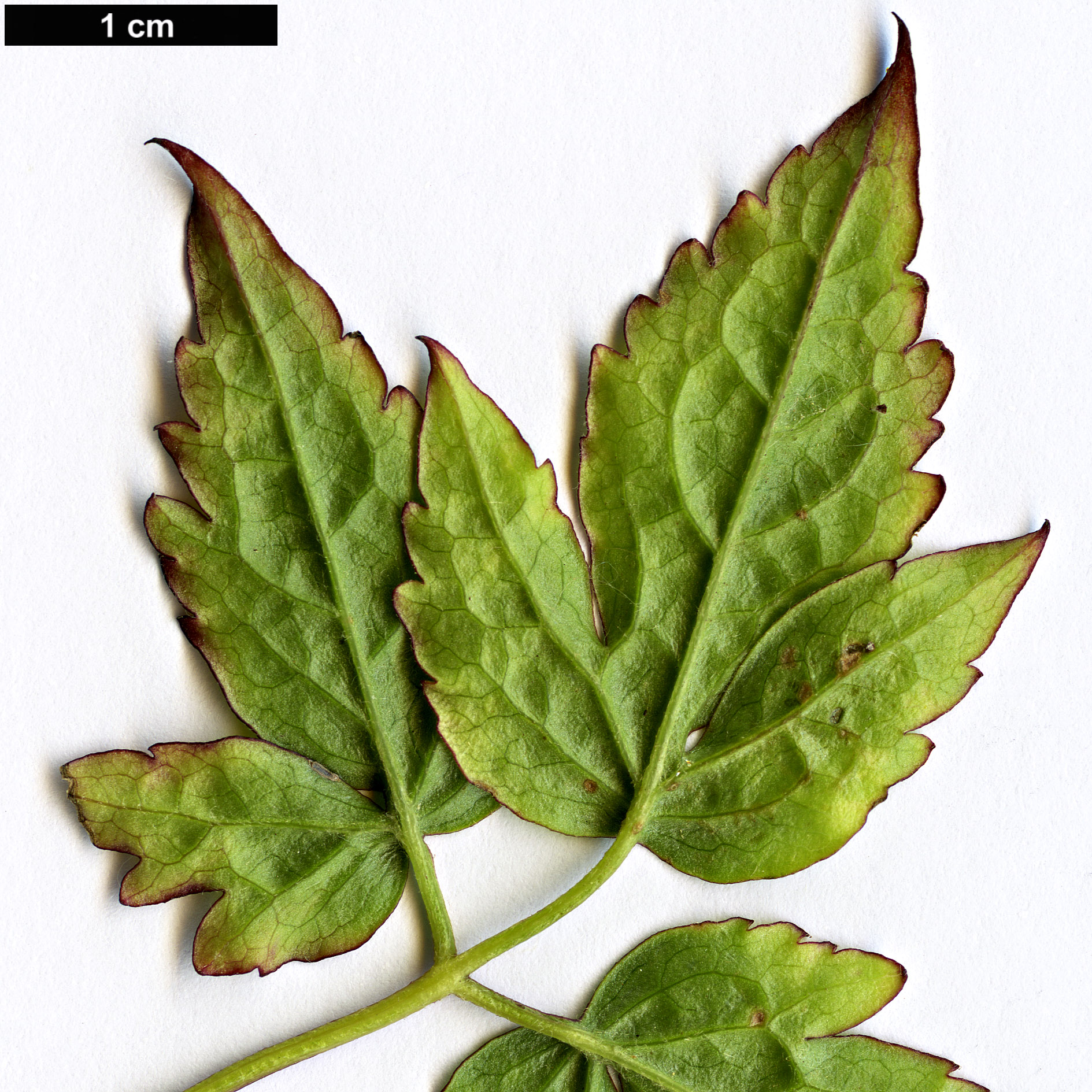 High resolution image: Family: Ranunculaceae - Genus: Clematis - Taxon: macropetala