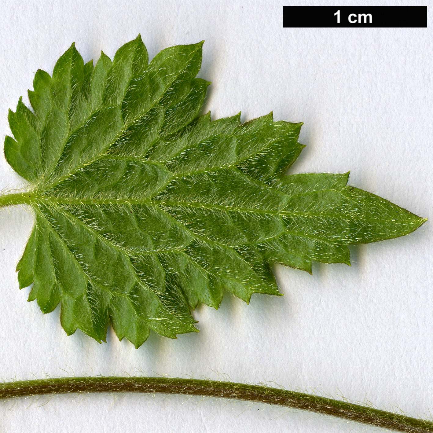 High resolution image: Family: Ranunculaceae - Genus: Clematis - Taxon: rehderiana