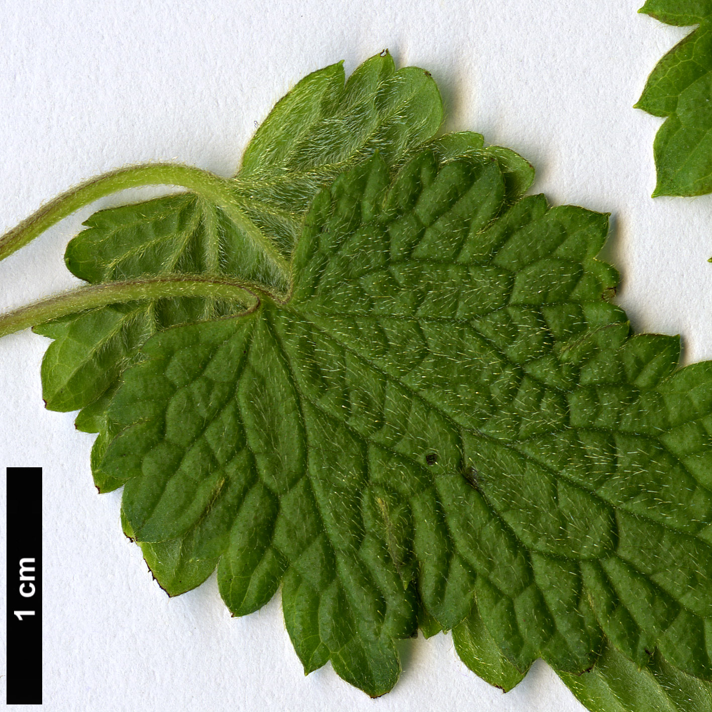 High resolution image: Family: Ranunculaceae - Genus: Clematis - Taxon: rehderiana