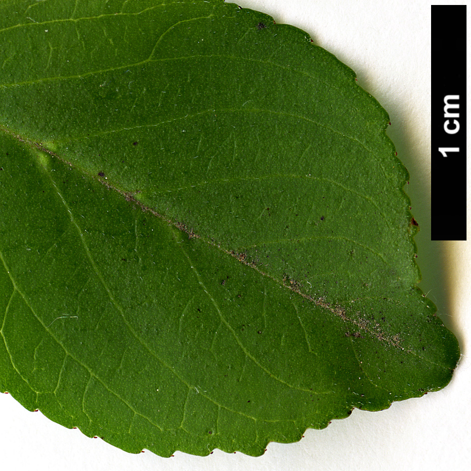 High resolution image: Family: Rhamnaceae - Genus: Rhamnus - Taxon: taquetii