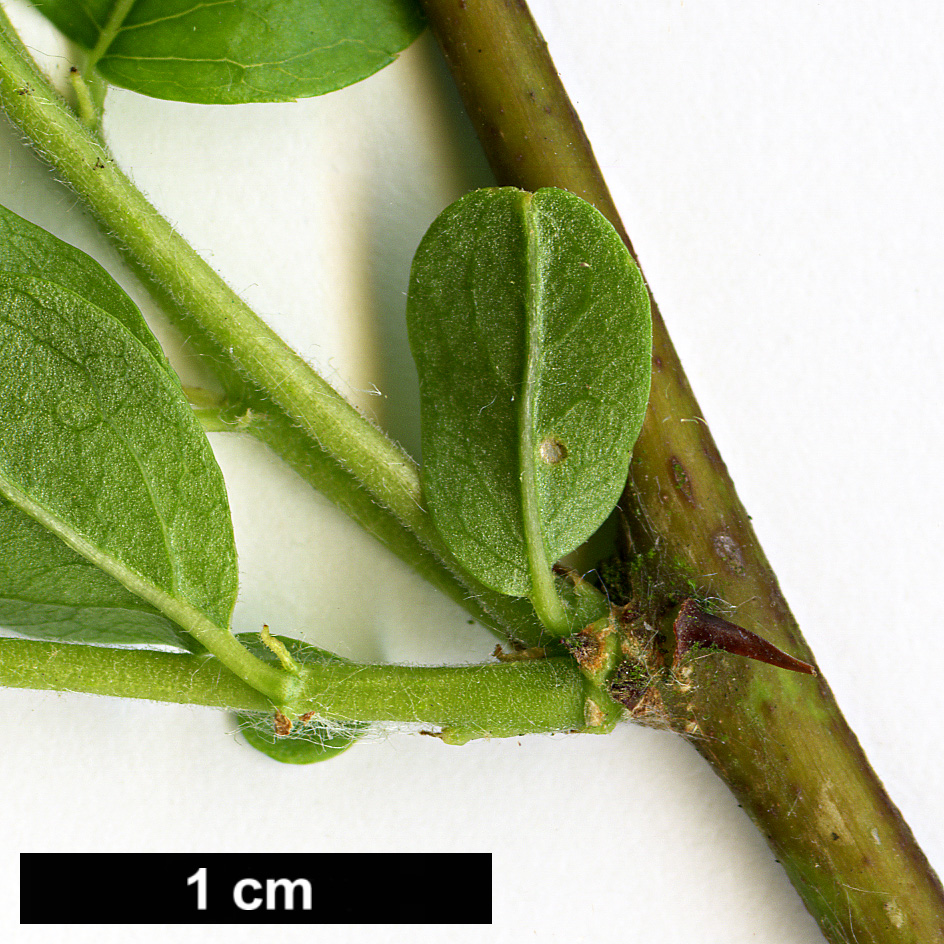 High resolution image: Family: Rhamnaceae - Genus: Ziziphus - Taxon: jujuba