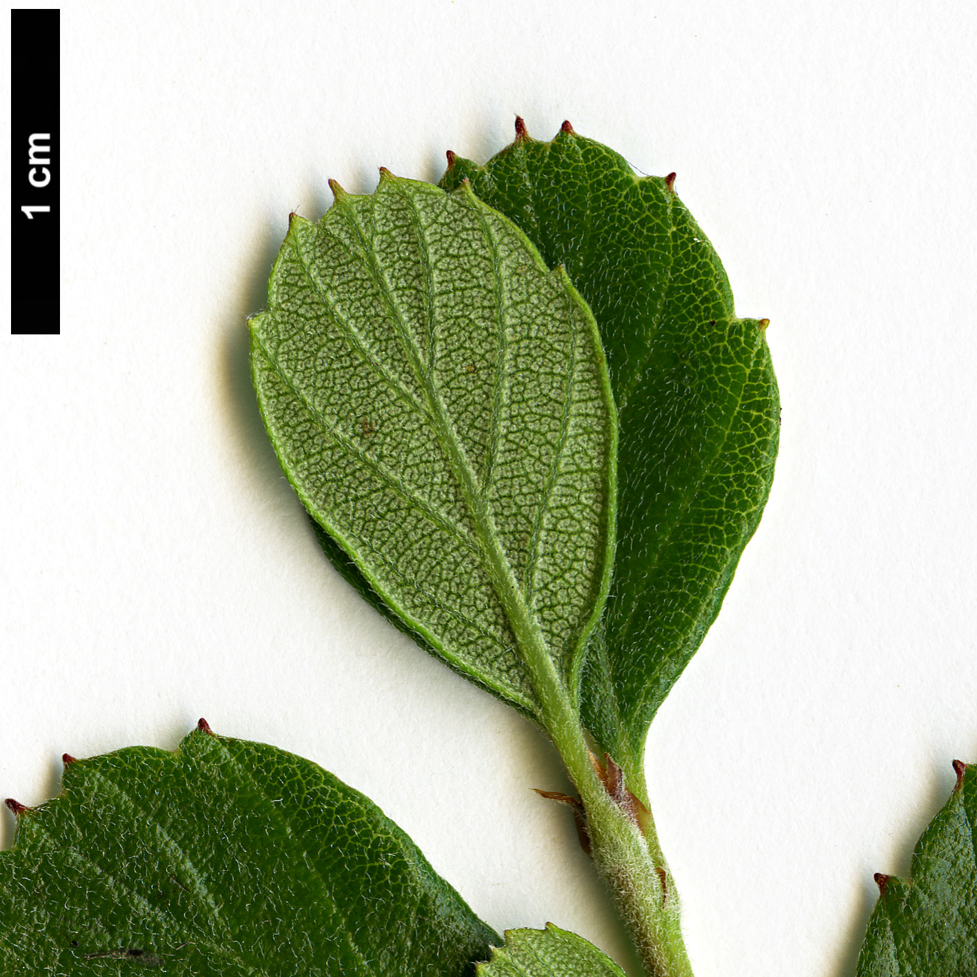 High resolution image: Family: Rosaceae - Genus: Cercocarpus - Taxon: betuloides