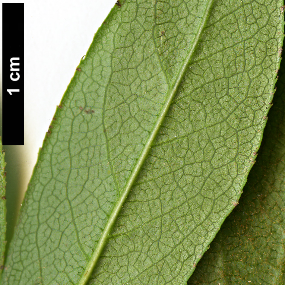 High resolution image: Family: Rosaceae - Genus: Chaenomeles - Taxon: cathayensis