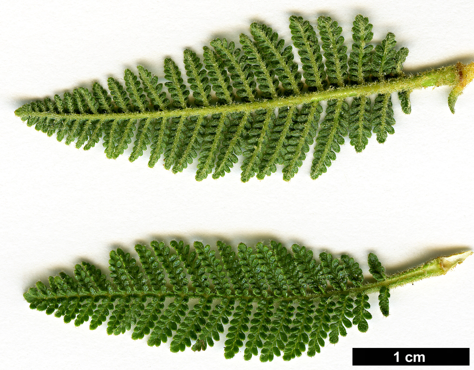 High resolution image: Family: Rosaceae - Genus: Chamaebatiaria - Taxon: millefolium