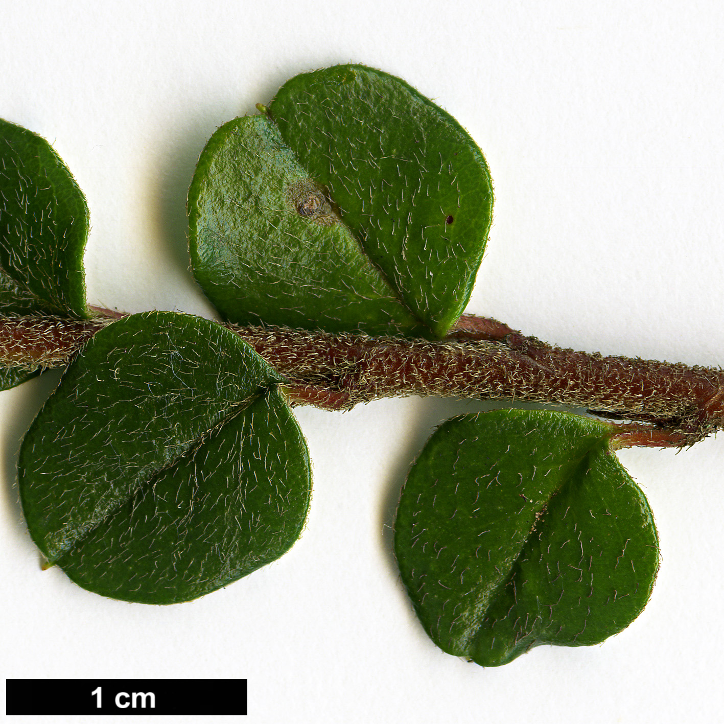 High resolution image: Family: Rosaceae - Genus: Cotoneaster - Taxon: encavei