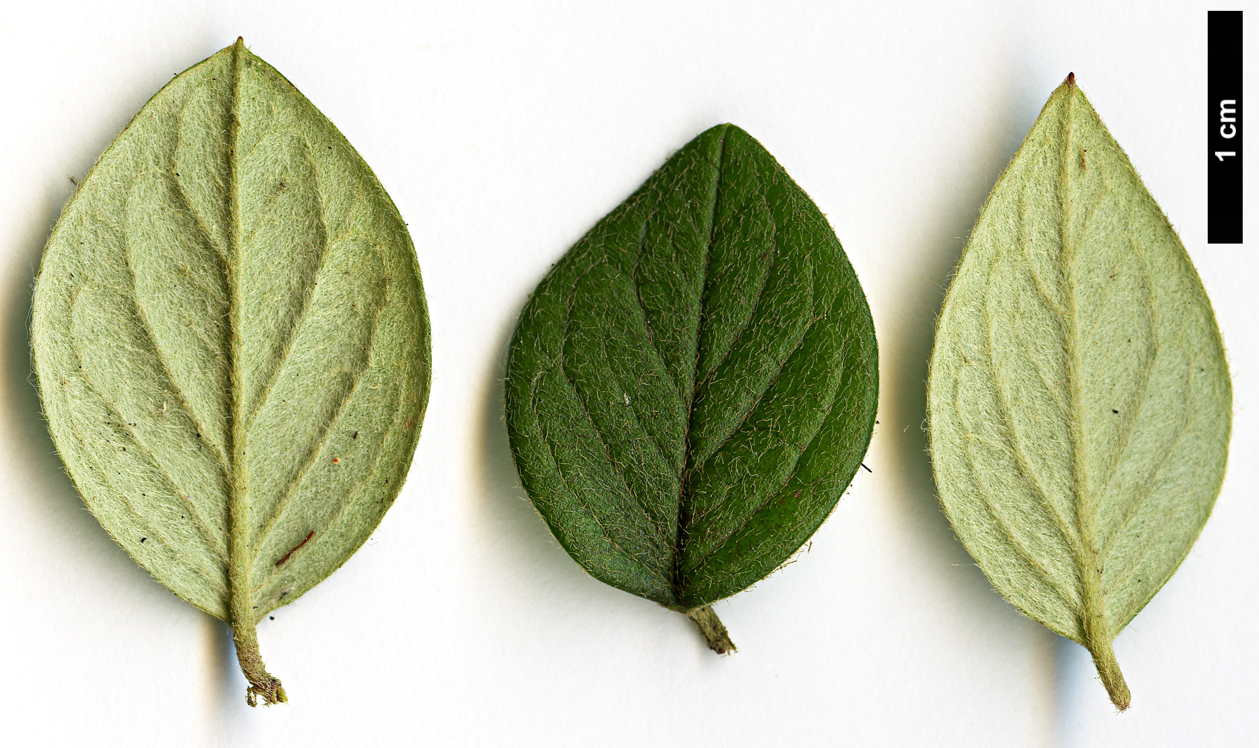 High resolution image: Family: Rosaceae - Genus: Cotoneaster - Taxon: taofuensis