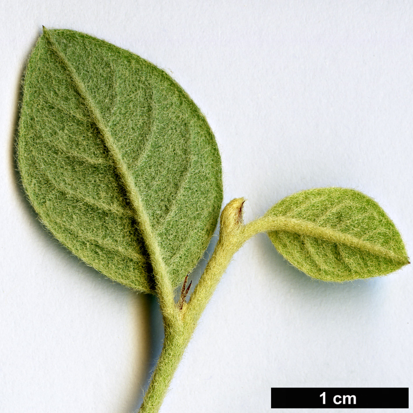 High resolution image: Family: Rosaceae - Genus: Cotoneaster - Taxon: zabeli