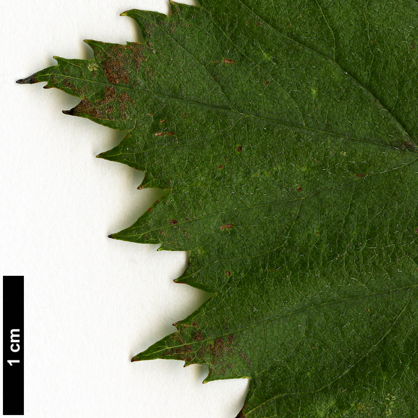 High resolution image: Family: Rosaceae - Genus: Crataegus - Taxon: flabellata