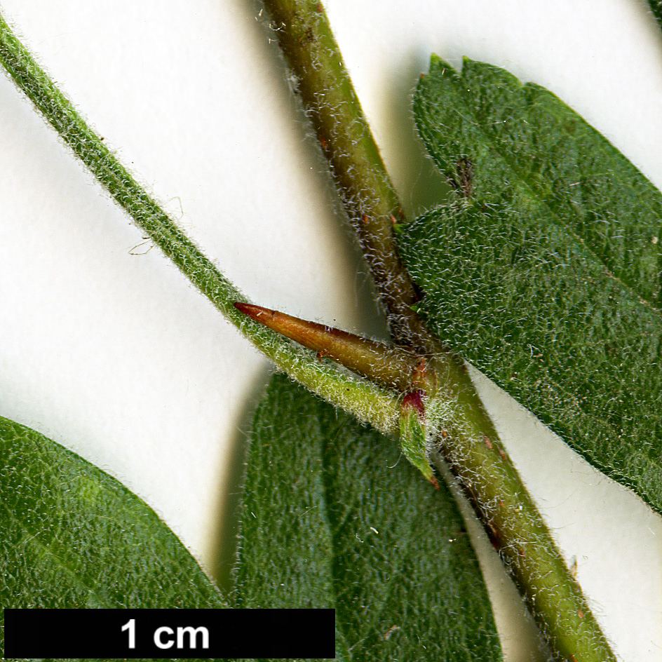 High resolution image: Family: Rosaceae - Genus: Crataegus - Taxon: heldreichii