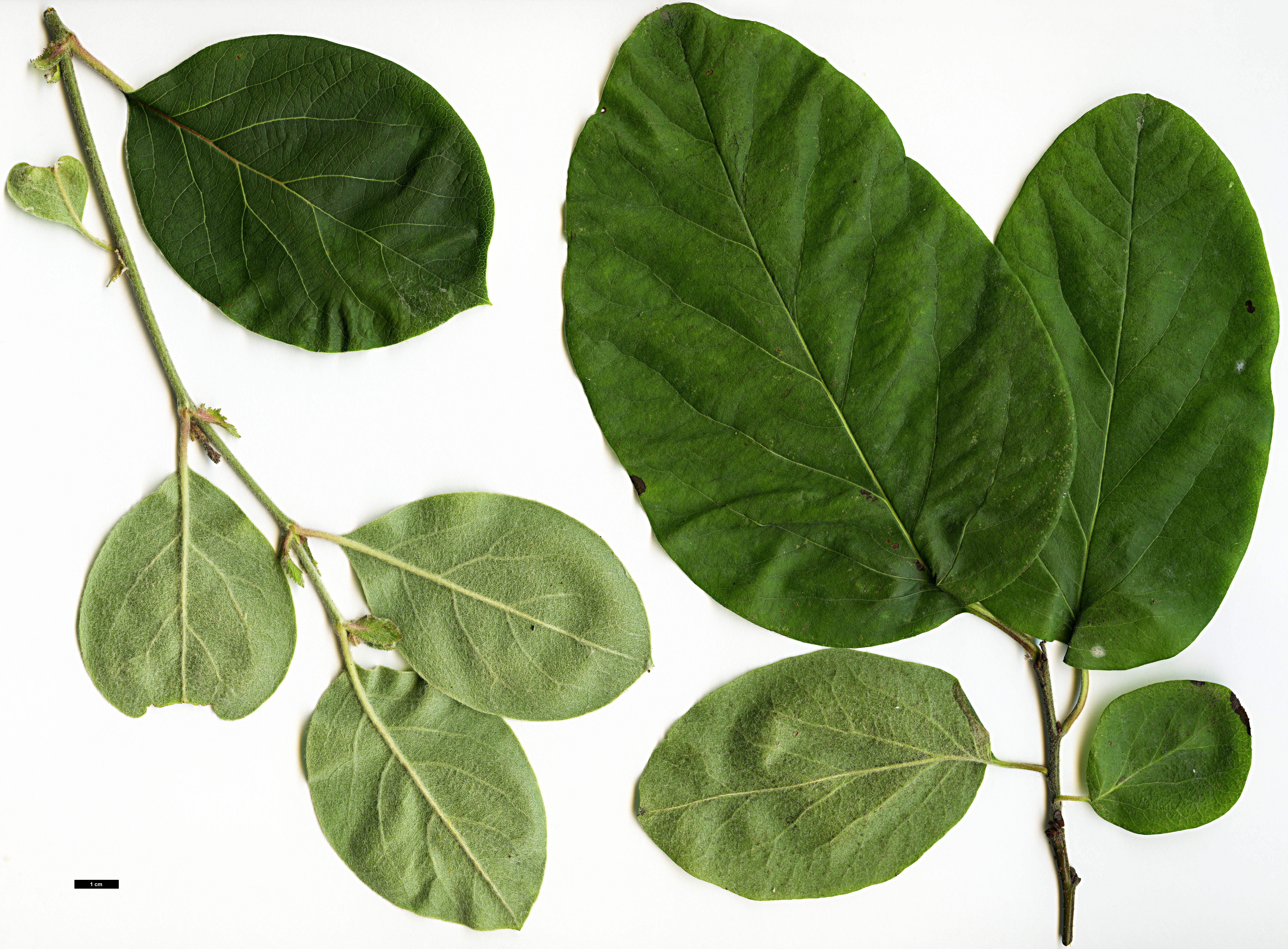 High resolution image: Family: Rosaceae - Genus: Cydonia - Taxon: oblonga