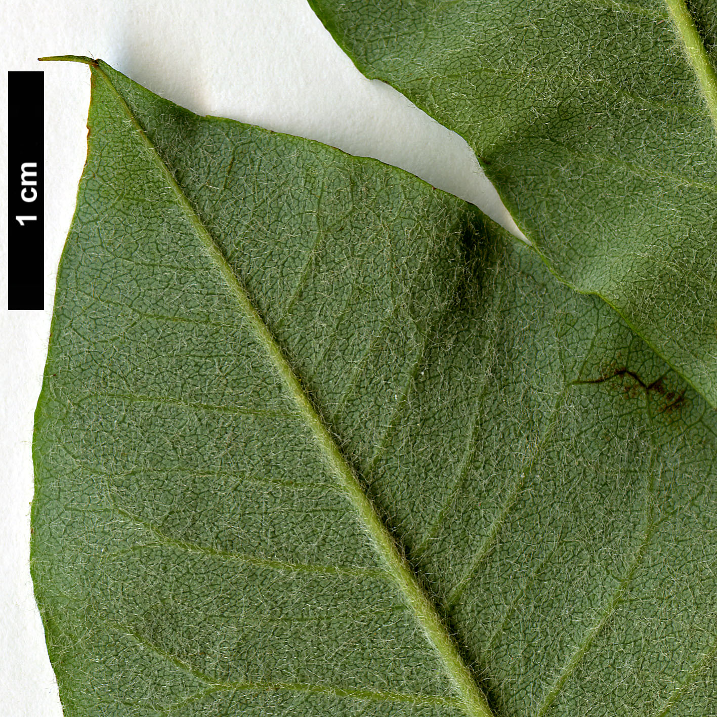 High resolution image: Family: Rosaceae - Genus: Dichotomanthes - Taxon: tristaniicarpa
