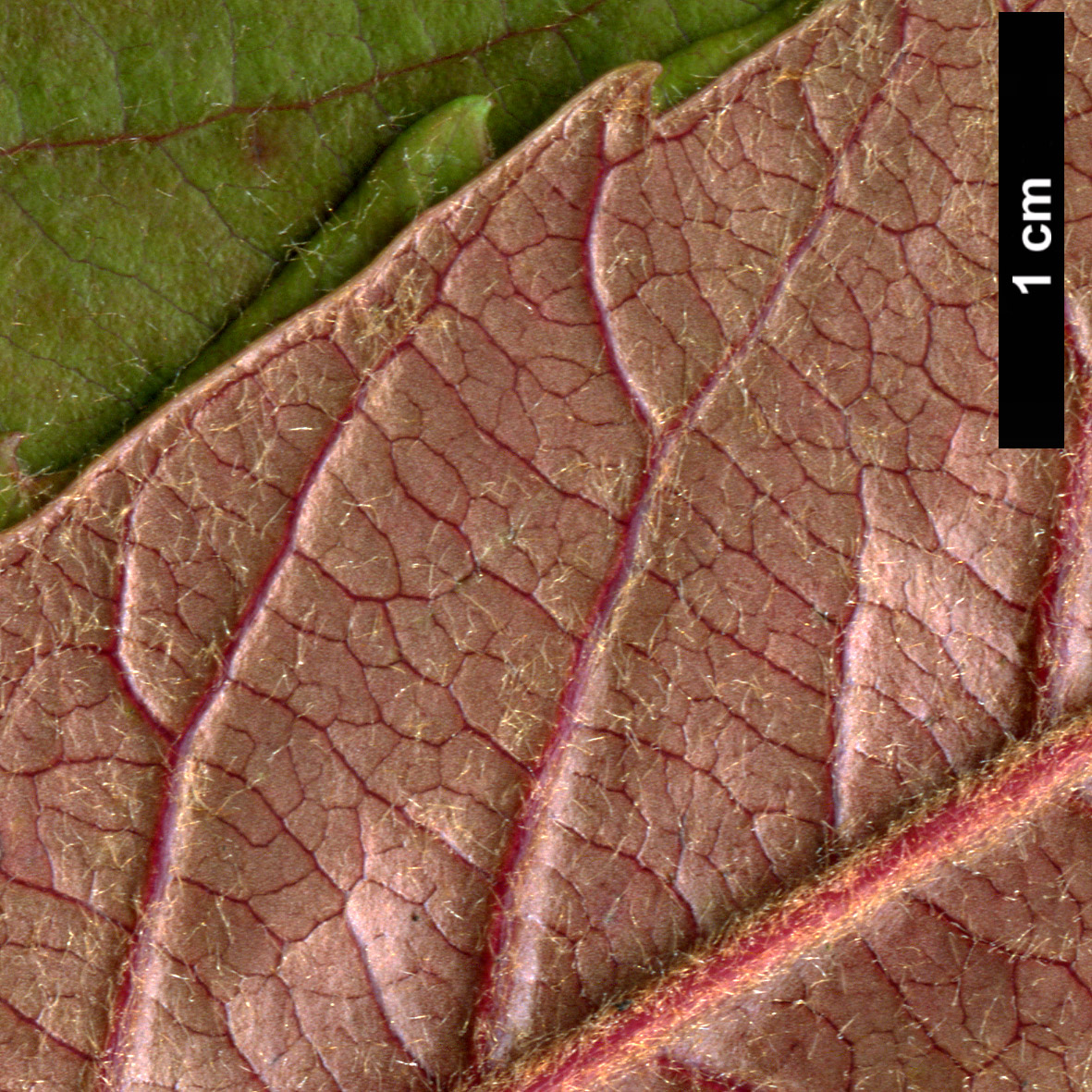 High resolution image: Family: Rosaceae - Genus: Eriobotrya - Taxon: deflexa
