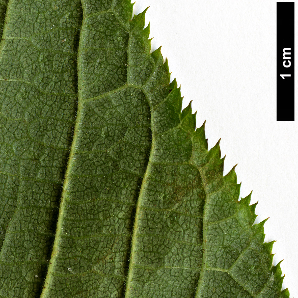 High resolution image: Family: Rosaceae - Genus: Maddenia - Taxon: himalaica