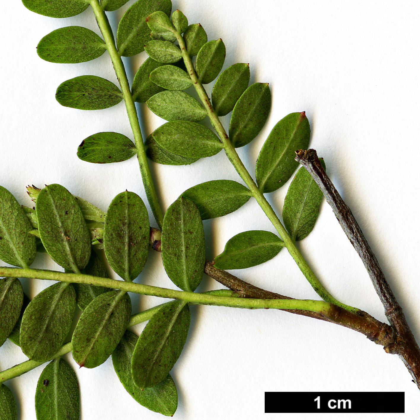 High resolution image: Family: Rosaceae - Genus: Osteomeles - Taxon: schweriniae