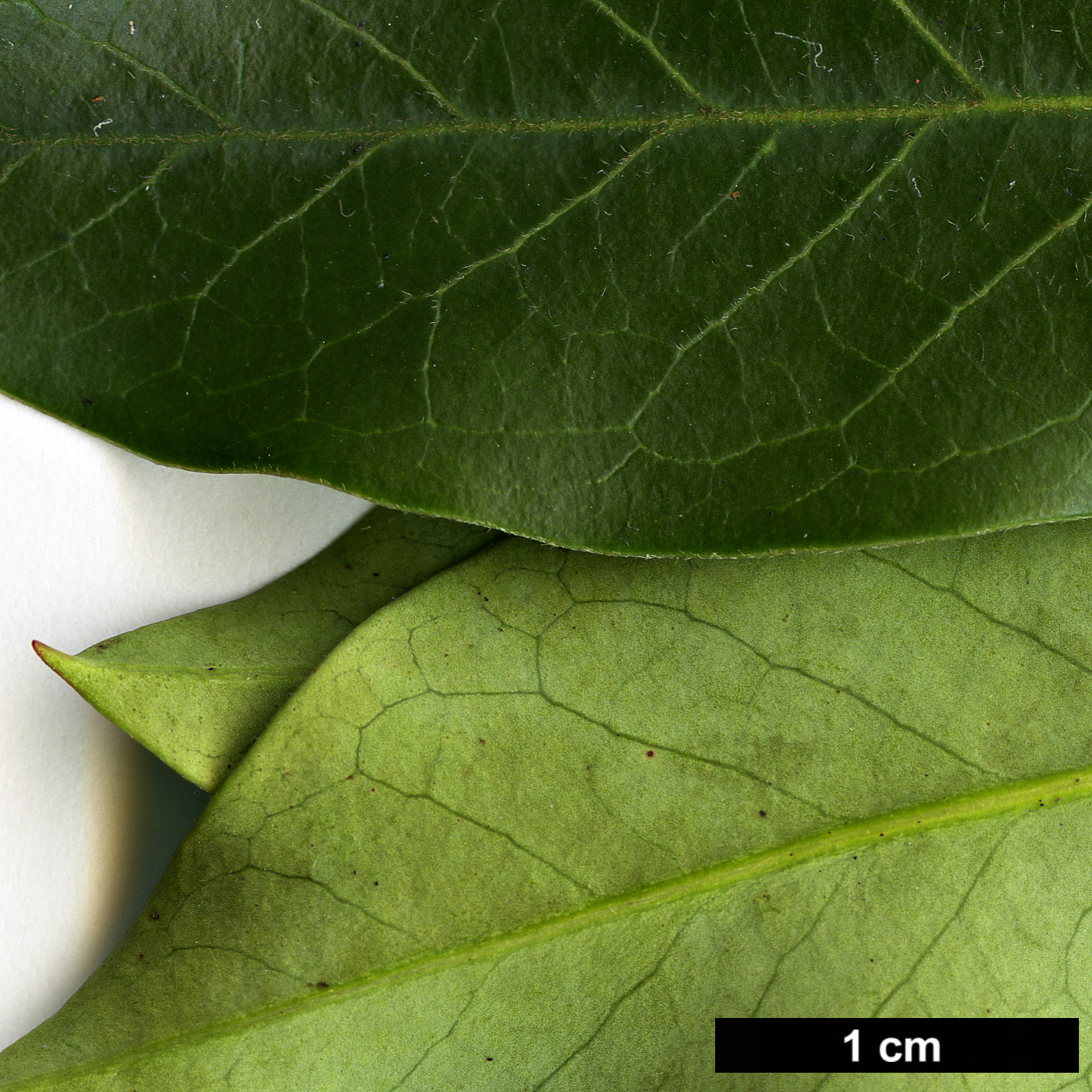High resolution image: Family: Rosaceae - Genus: Photinia - Taxon: davidiana