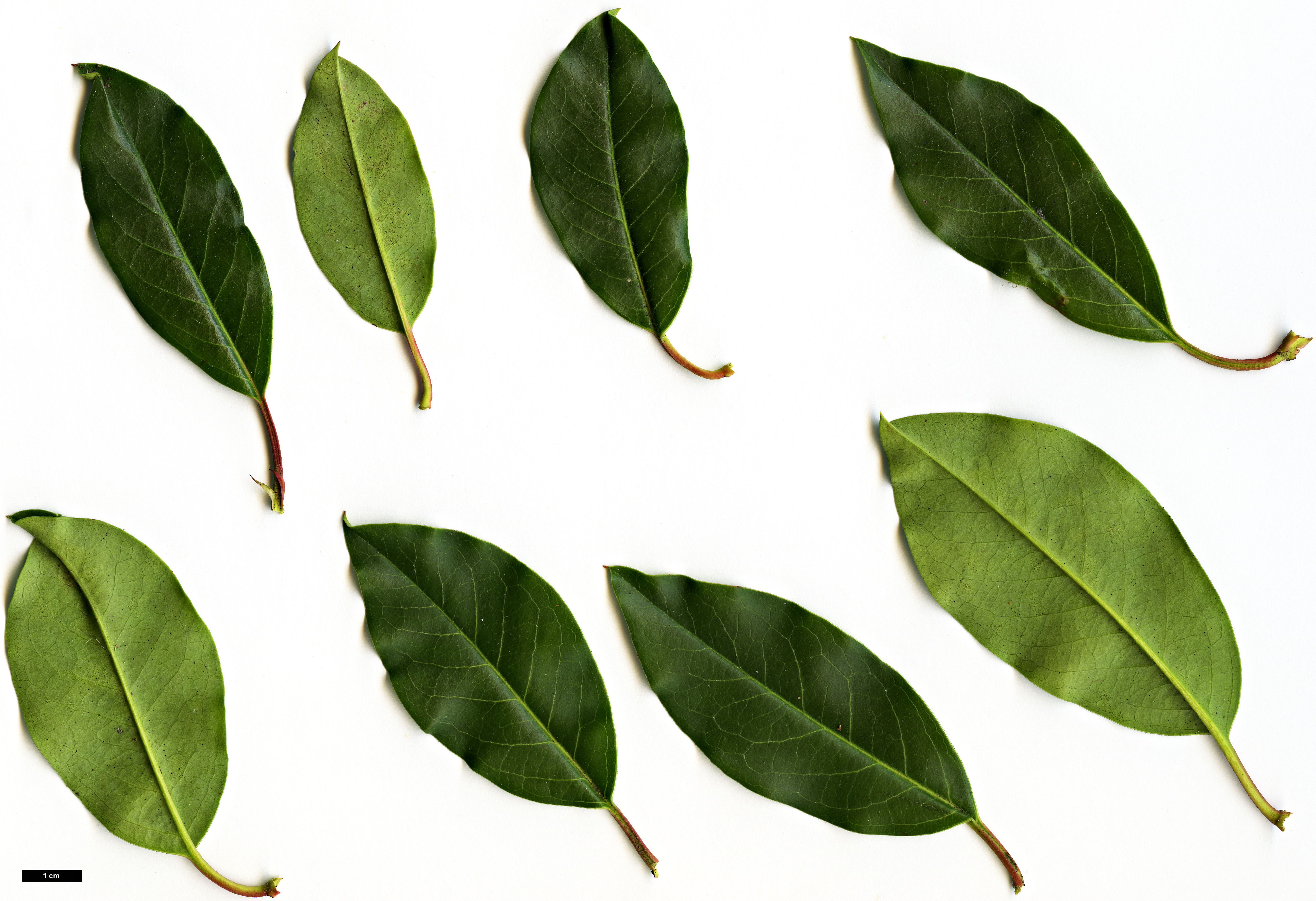 High resolution image: Family: Rosaceae - Genus: Photinia - Taxon: davidiana