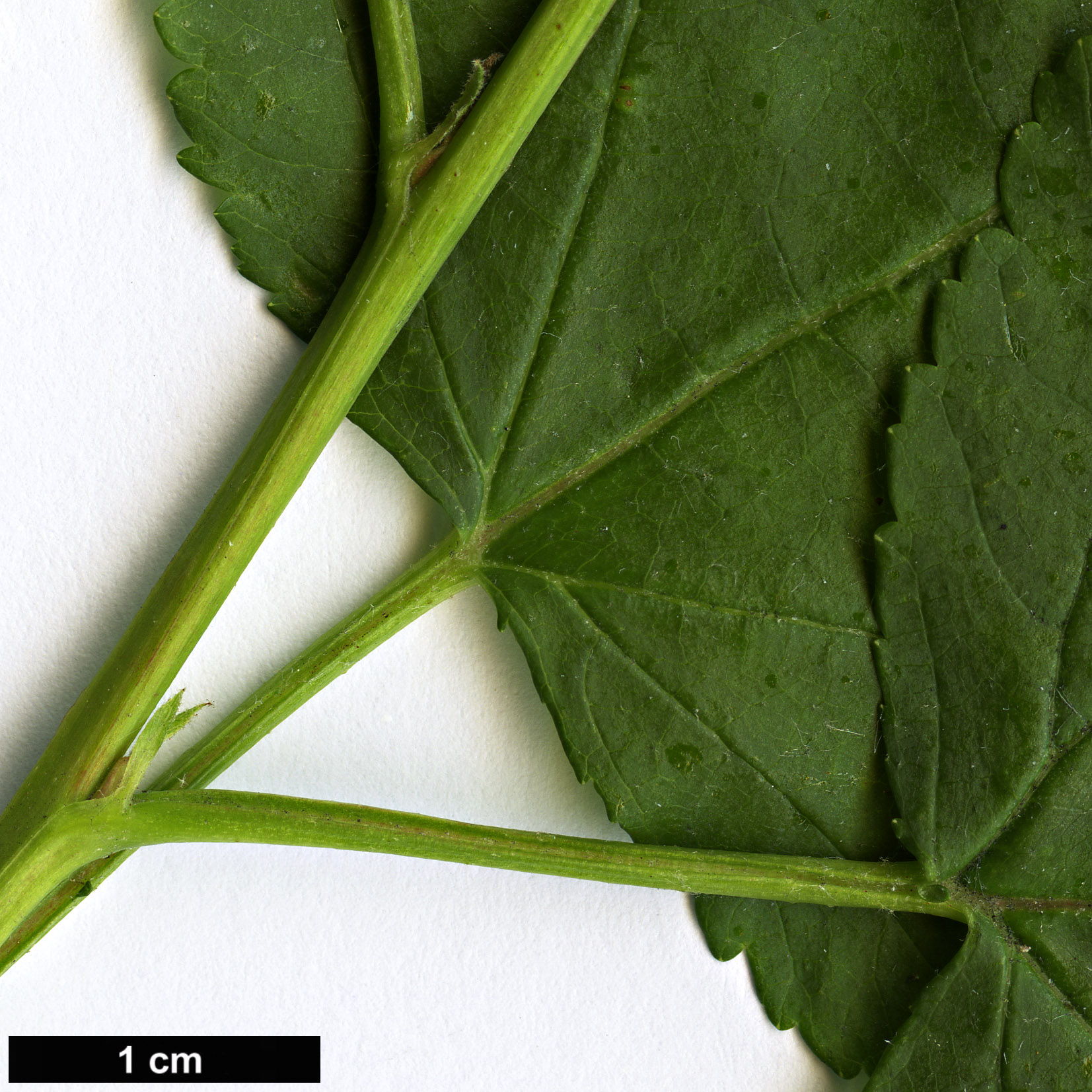 High resolution image: Family: Rosaceae - Genus: Physocarpus - Taxon: amurensis
