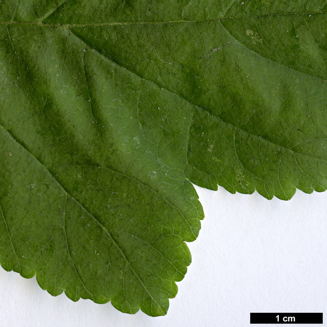 High resolution image: Family: Rosaceae - Genus: Physocarpus - Taxon: amurensis