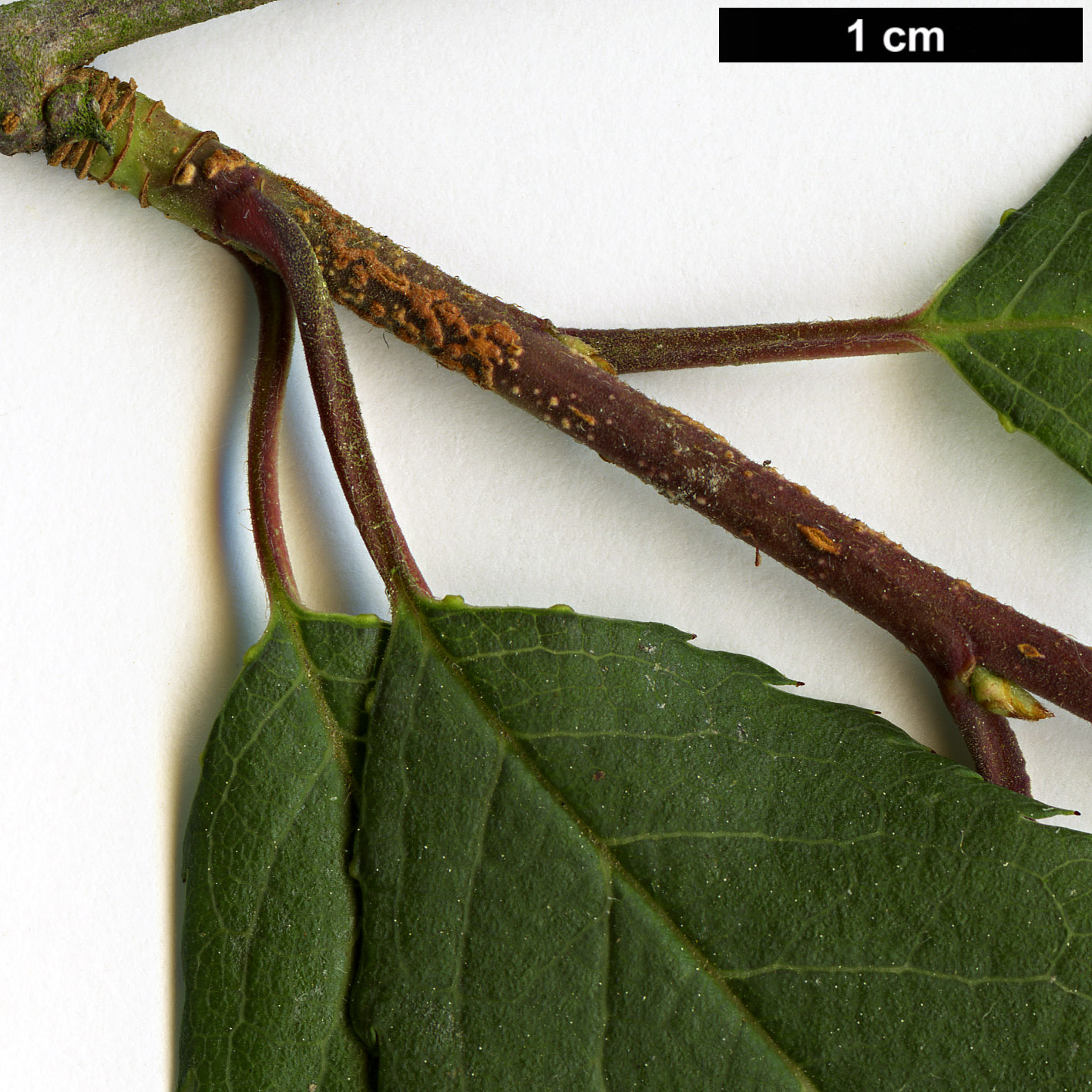 High resolution image: Family: Rosaceae - Genus: Prunus - Taxon: serrula