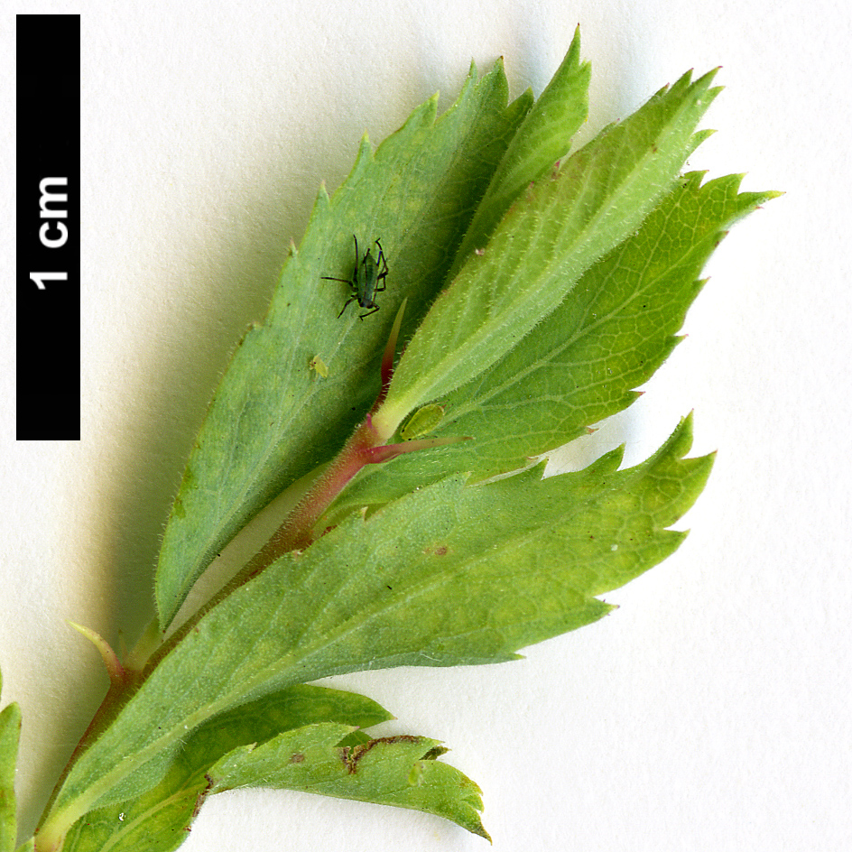 High resolution image: Family: Rosaceae - Genus: Rosa - Taxon: persica