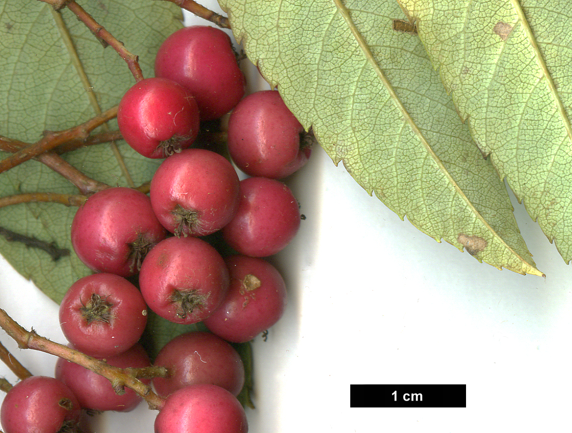 High resolution image: Family: Rosaceae - Genus: Sorbus - Taxon: 'Ghose'