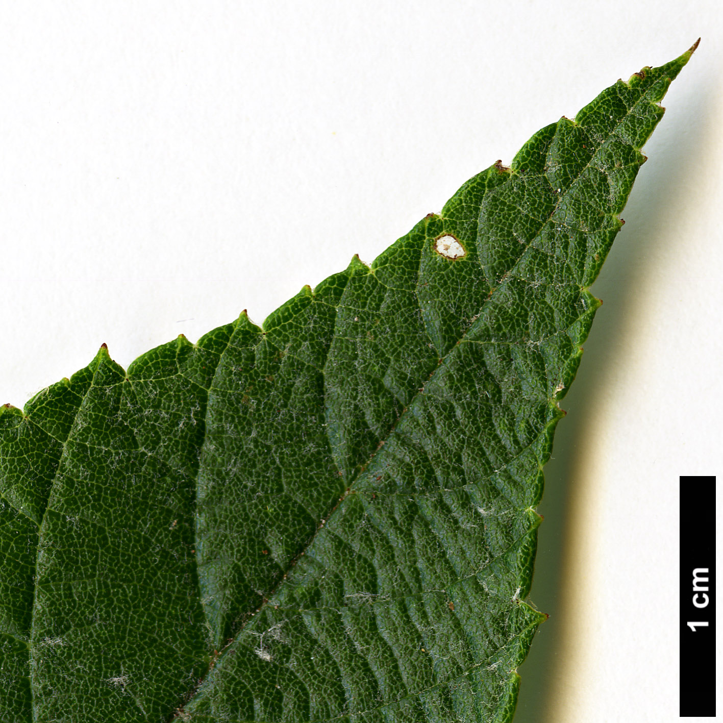 High resolution image: Family: Rosaceae - Genus: Sorbus - Taxon: ambrozyana