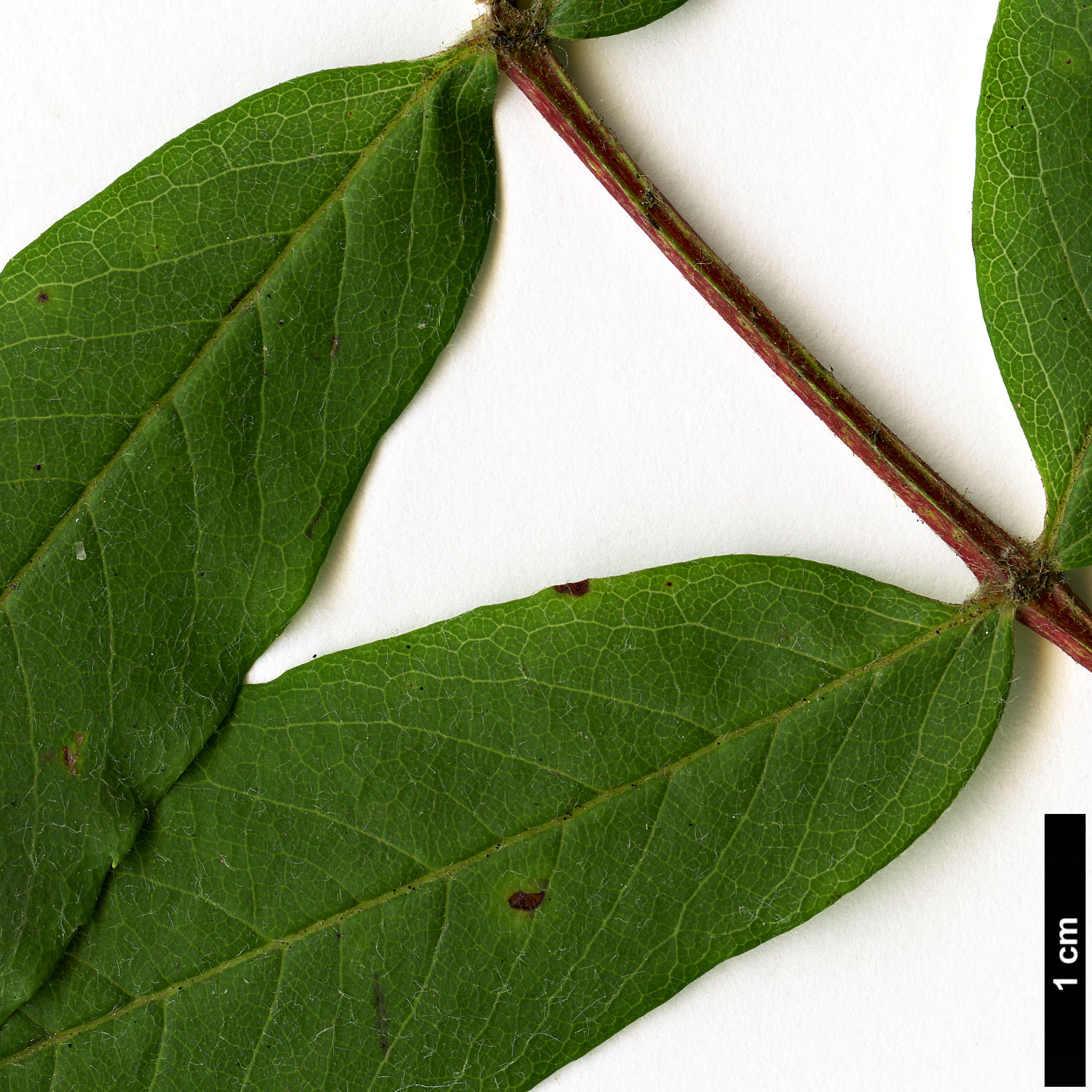 High resolution image: Family: Rosaceae - Genus: Sorbus - Taxon: americana
