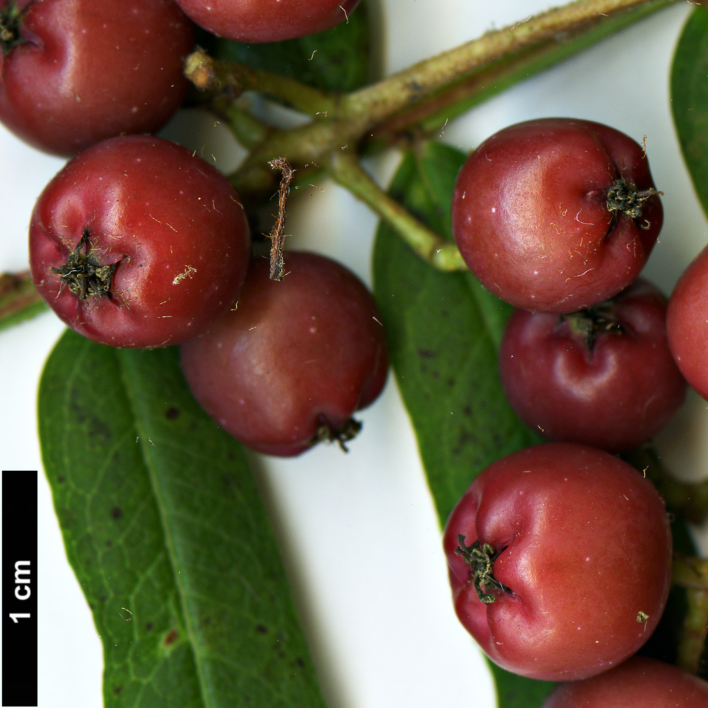 High resolution image: Family: Rosaceae - Genus: Sorbus - Taxon: bissetii