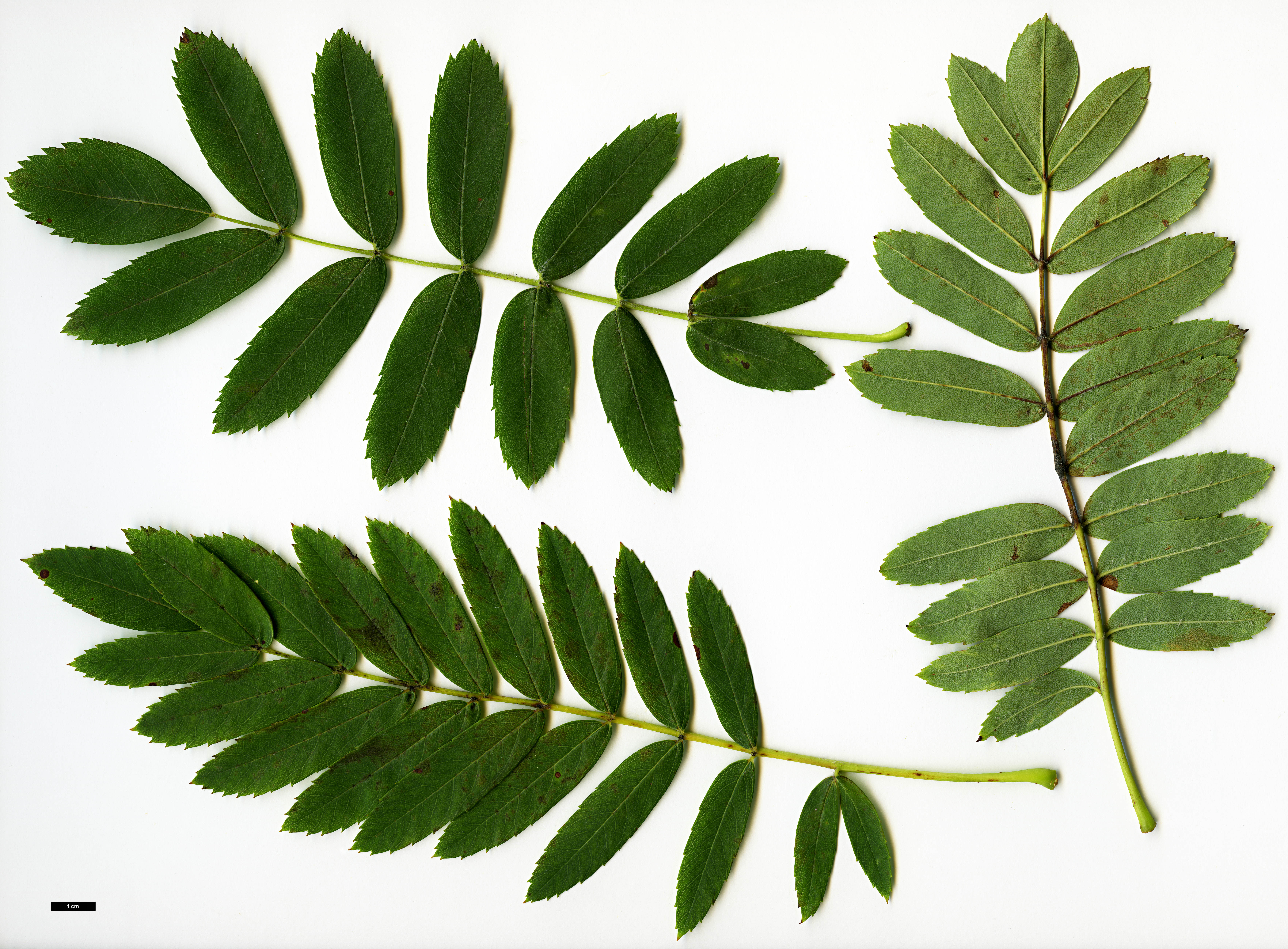 High resolution image: Family: Rosaceae - Genus: Sorbus - Taxon: domestica