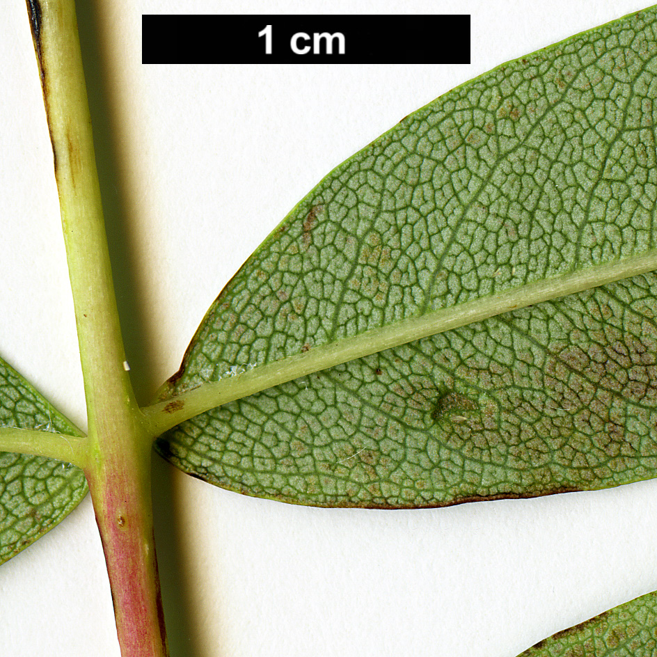 High resolution image: Family: Rosaceae - Genus: Sorbus - Taxon: ellipsoidalis