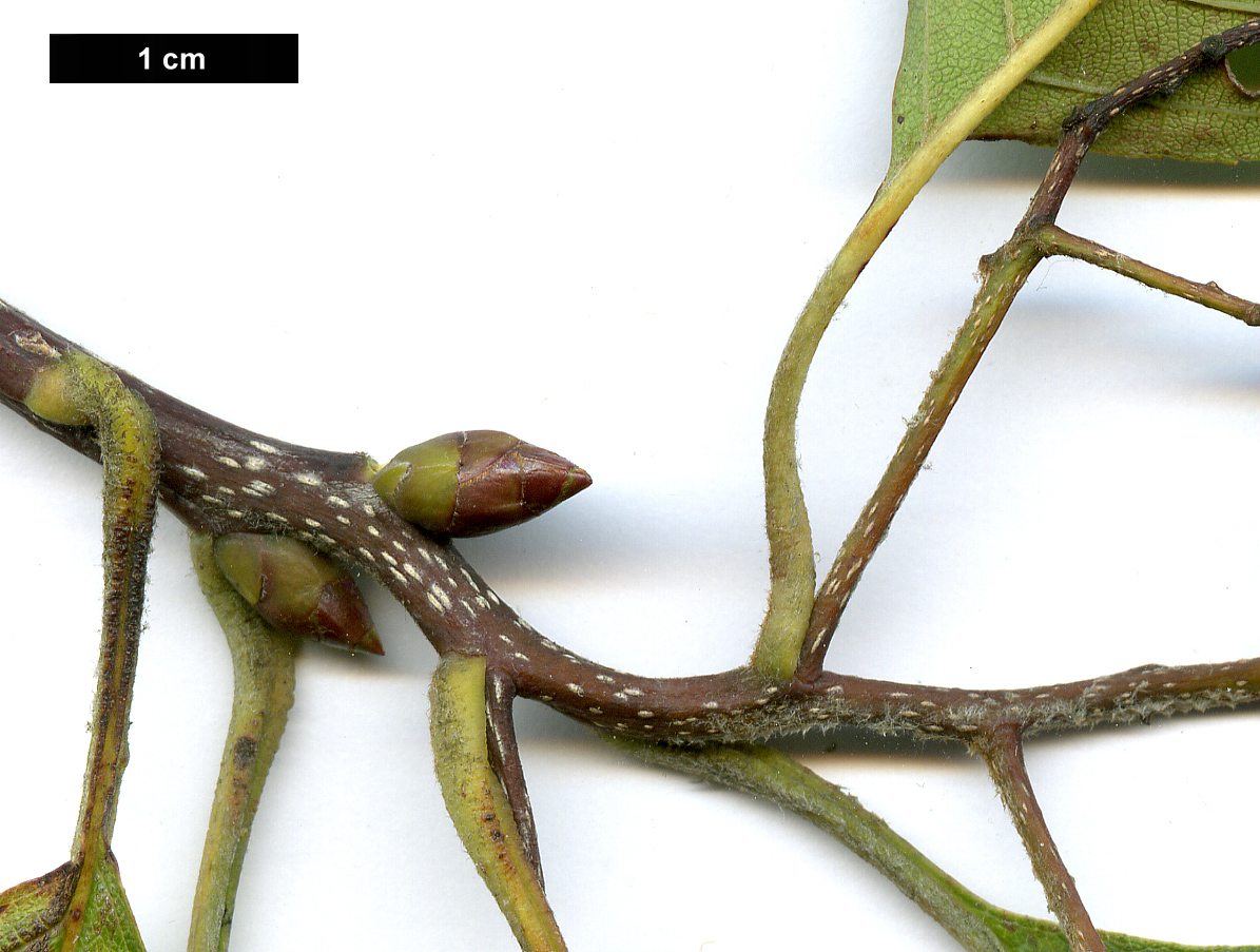 High resolution image: Family: Rosaceae - Genus: Sorbus - Taxon: epidendron