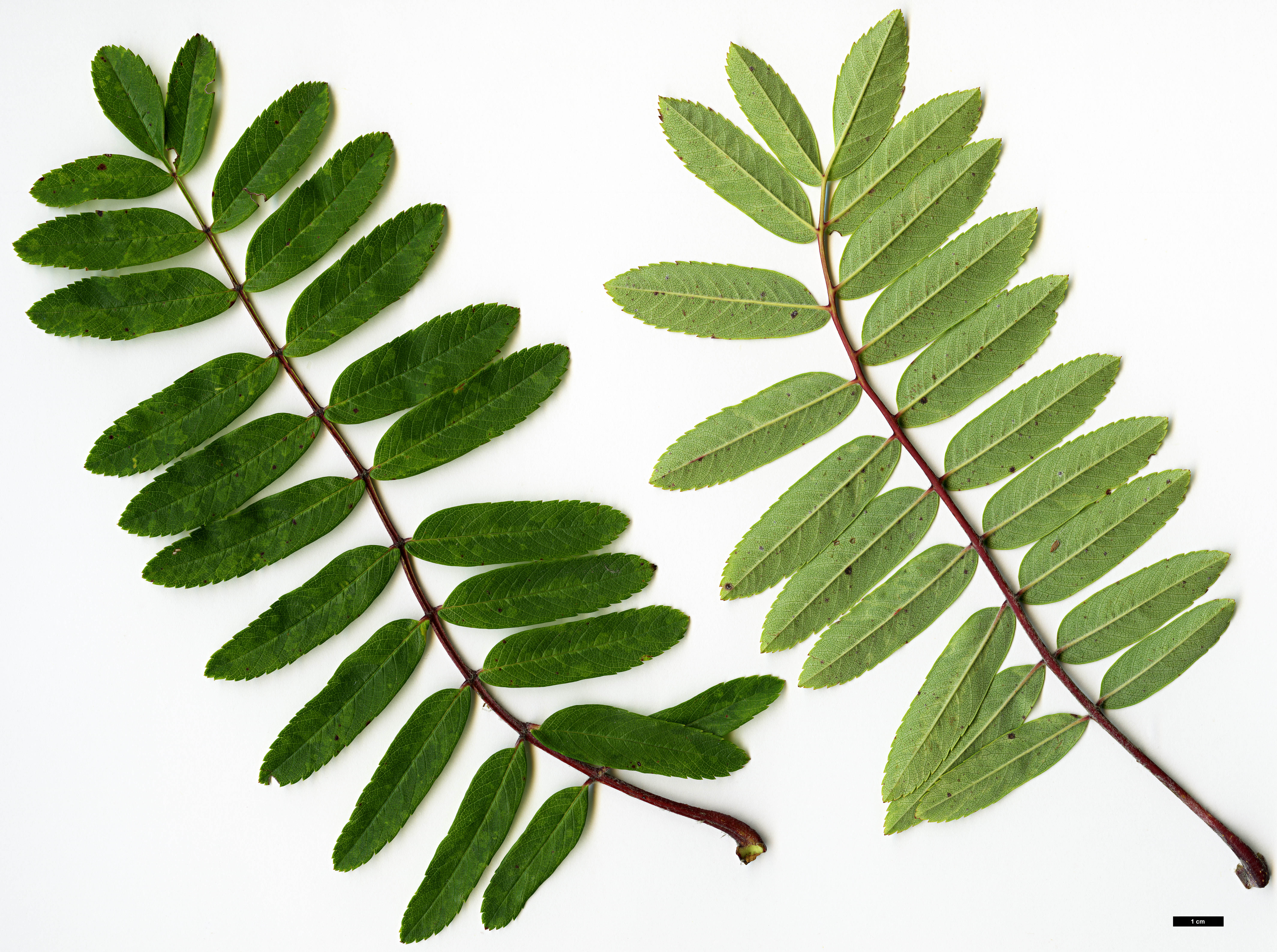 High resolution image: Family: Rosaceae - Genus: Sorbus - Taxon: esserteauiana