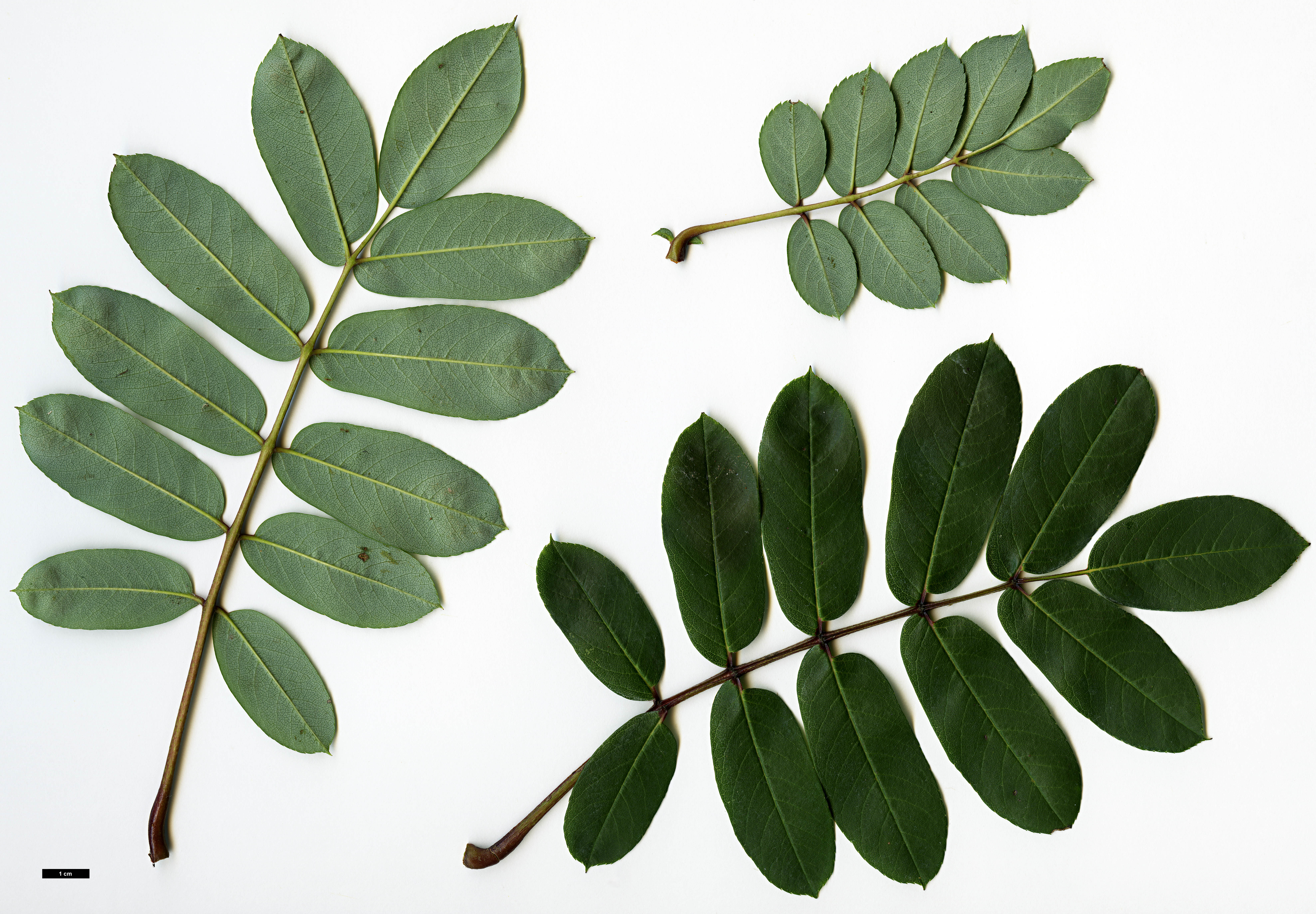 High resolution image: Family: Rosaceae - Genus: Sorbus - Taxon: fansipanensis