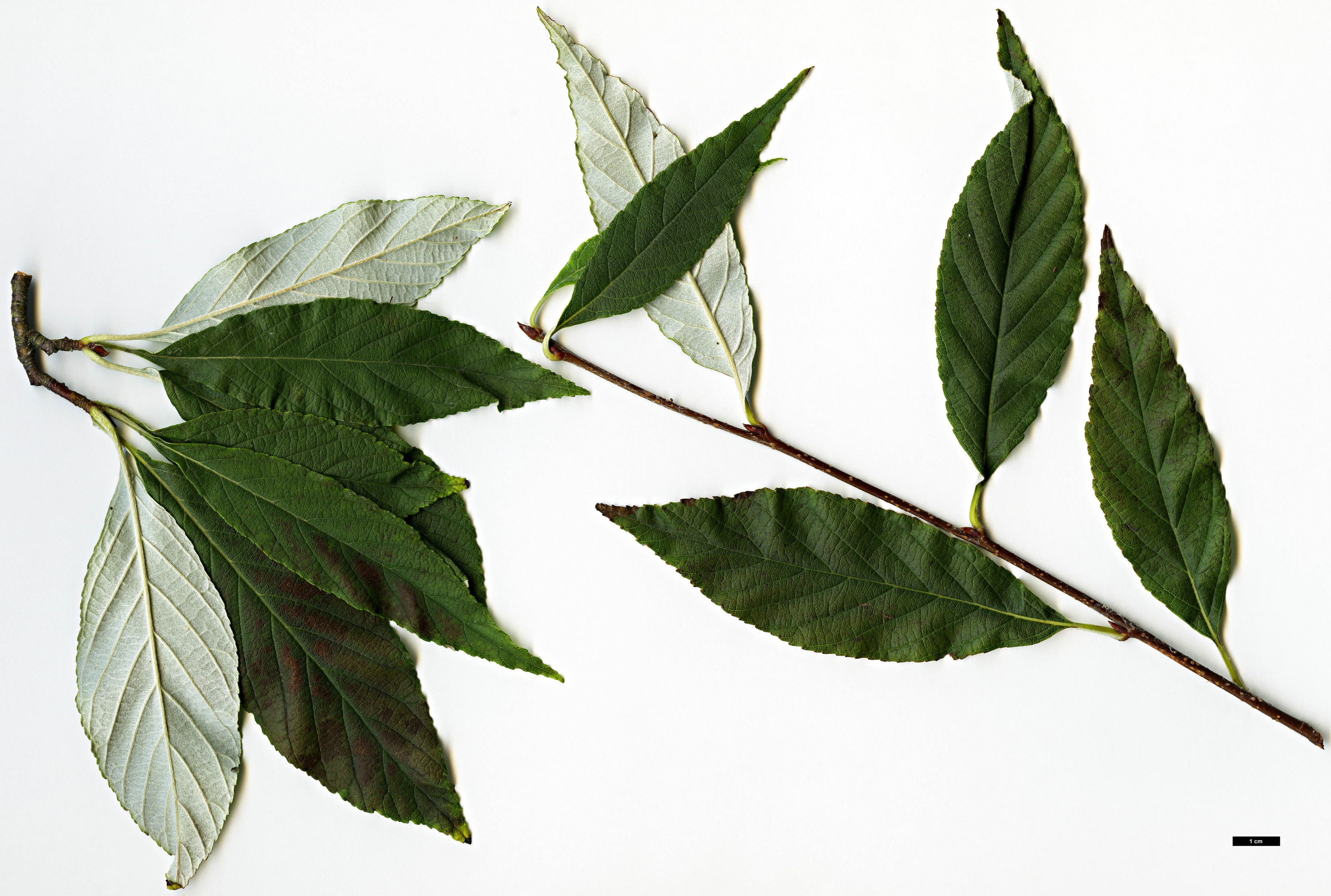 High resolution image: Family: Rosaceae - Genus: Sorbus - Taxon: folgneri