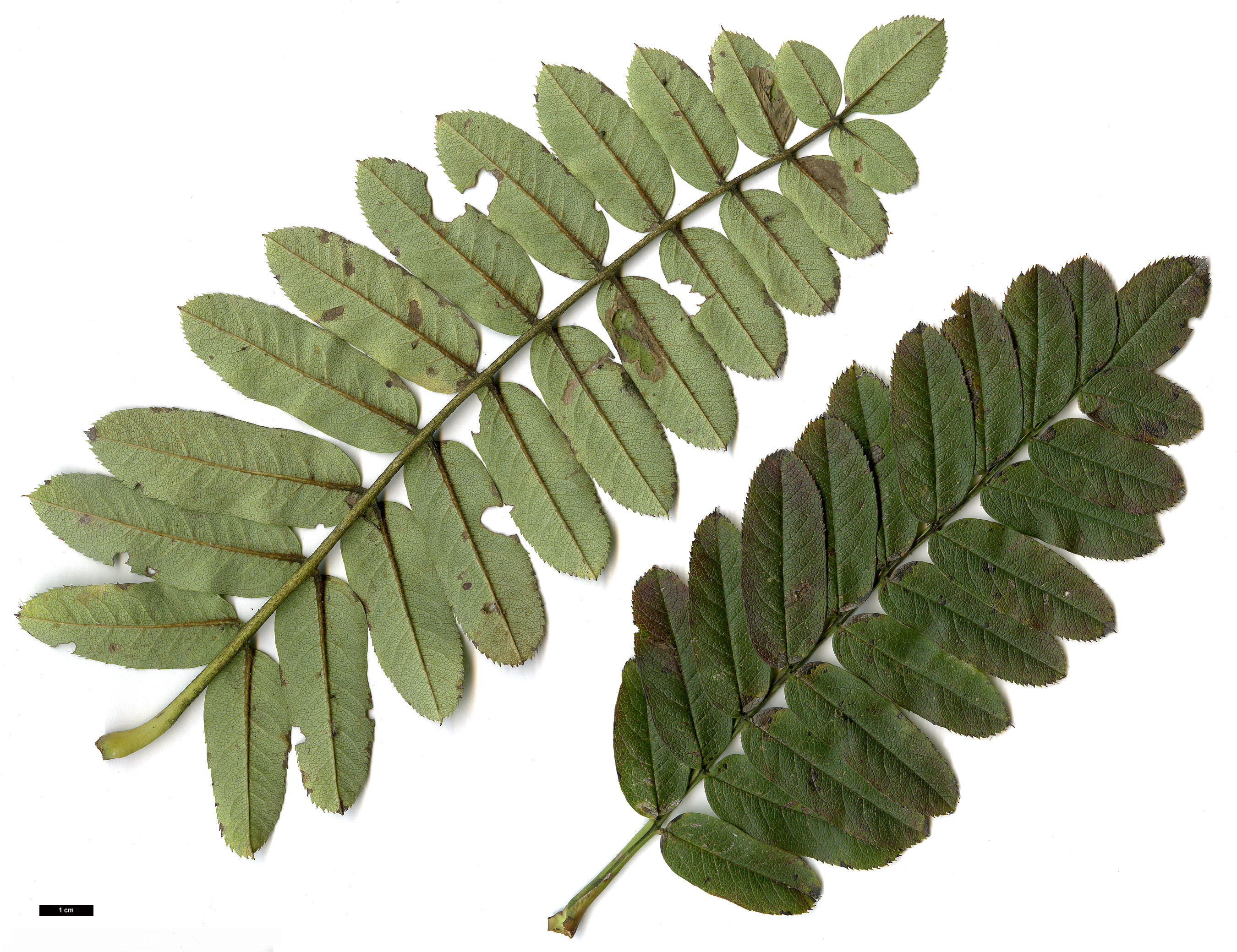 High resolution image: Family: Rosaceae - Genus: Sorbus - Taxon: foliolosa