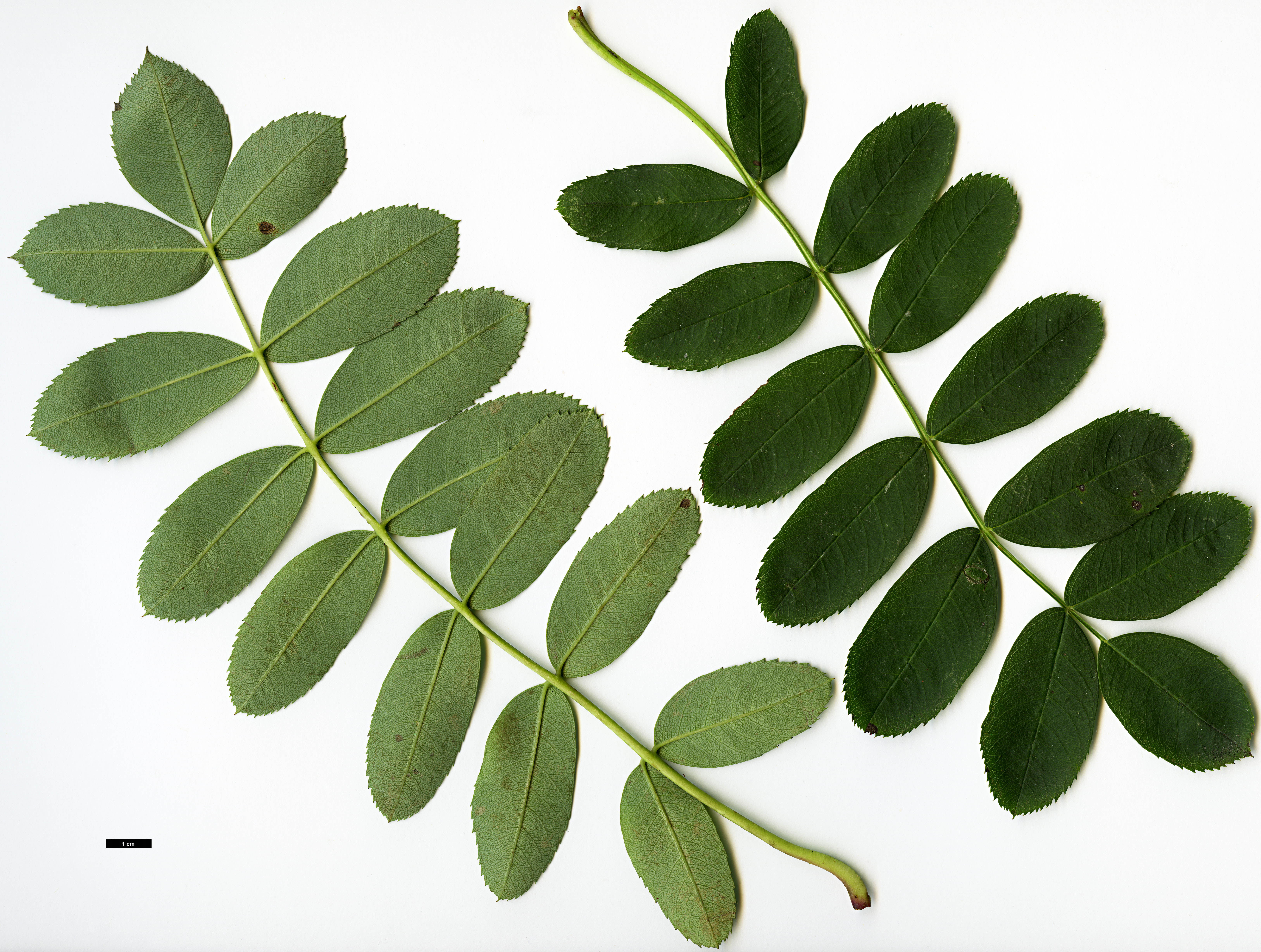 High resolution image: Family: Rosaceae - Genus: Sorbus - Taxon: glabriuscula