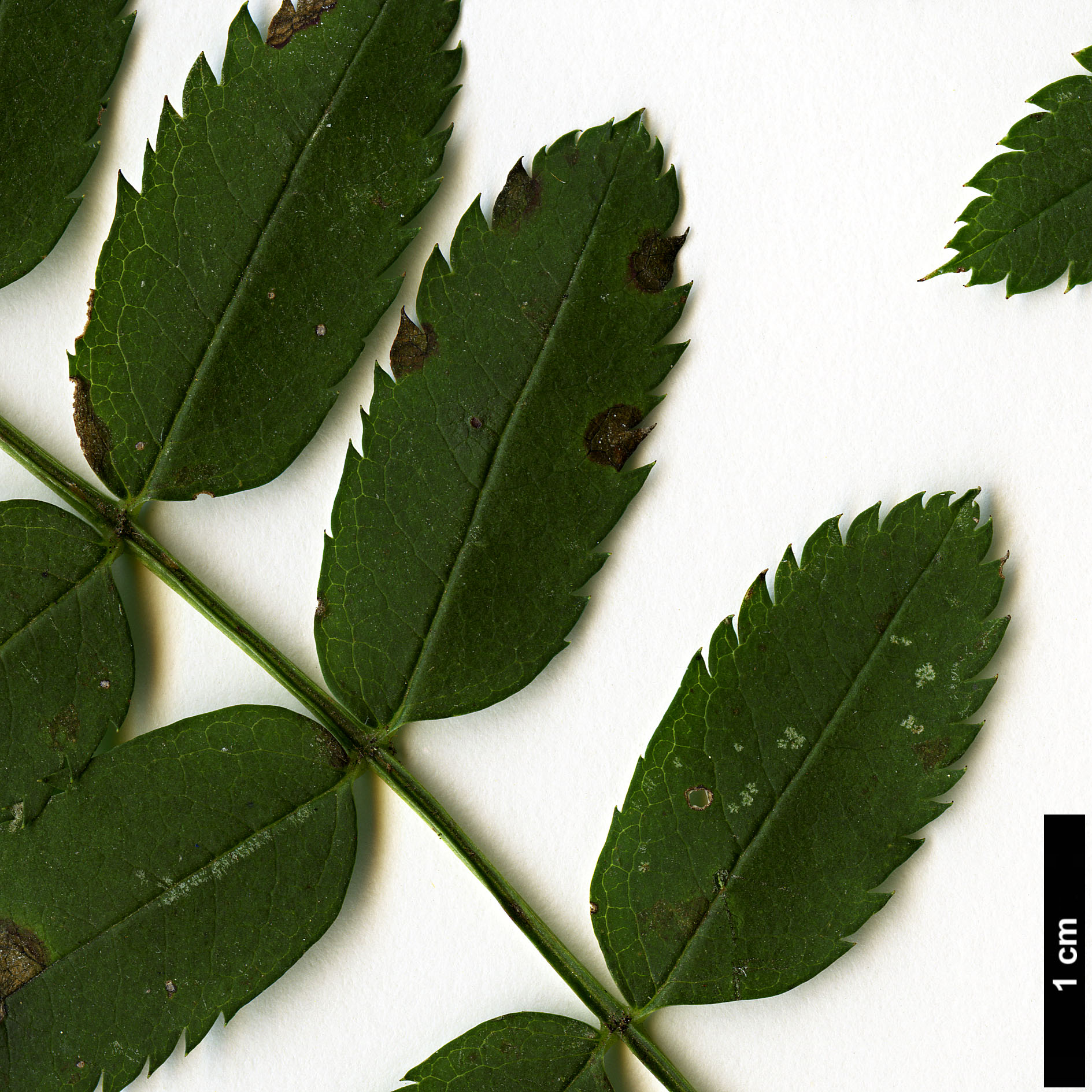 High resolution image: Family: Rosaceae - Genus: Sorbus - Taxon: gonggashanica