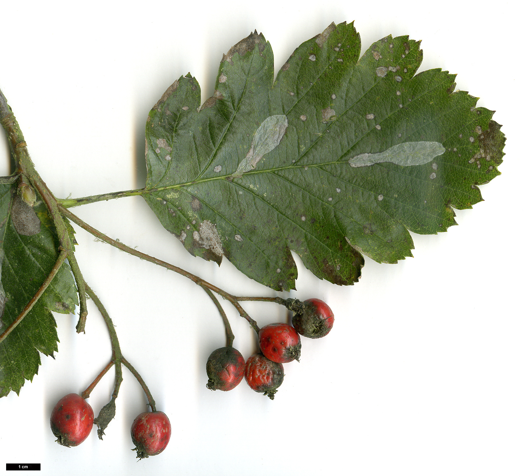 High resolution image: Family: Rosaceae - Genus: Sorbus - Taxon: intermedia