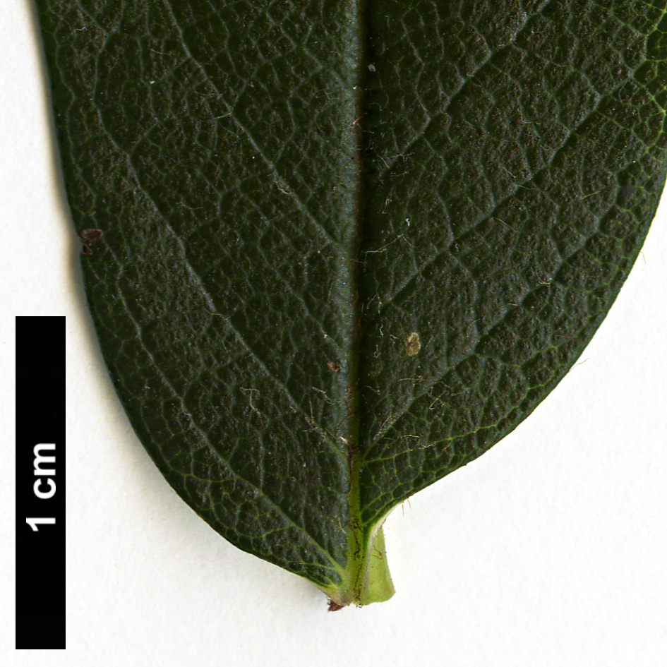 High resolution image: Family: Rosaceae - Genus: Sorbus - Taxon: keenanii