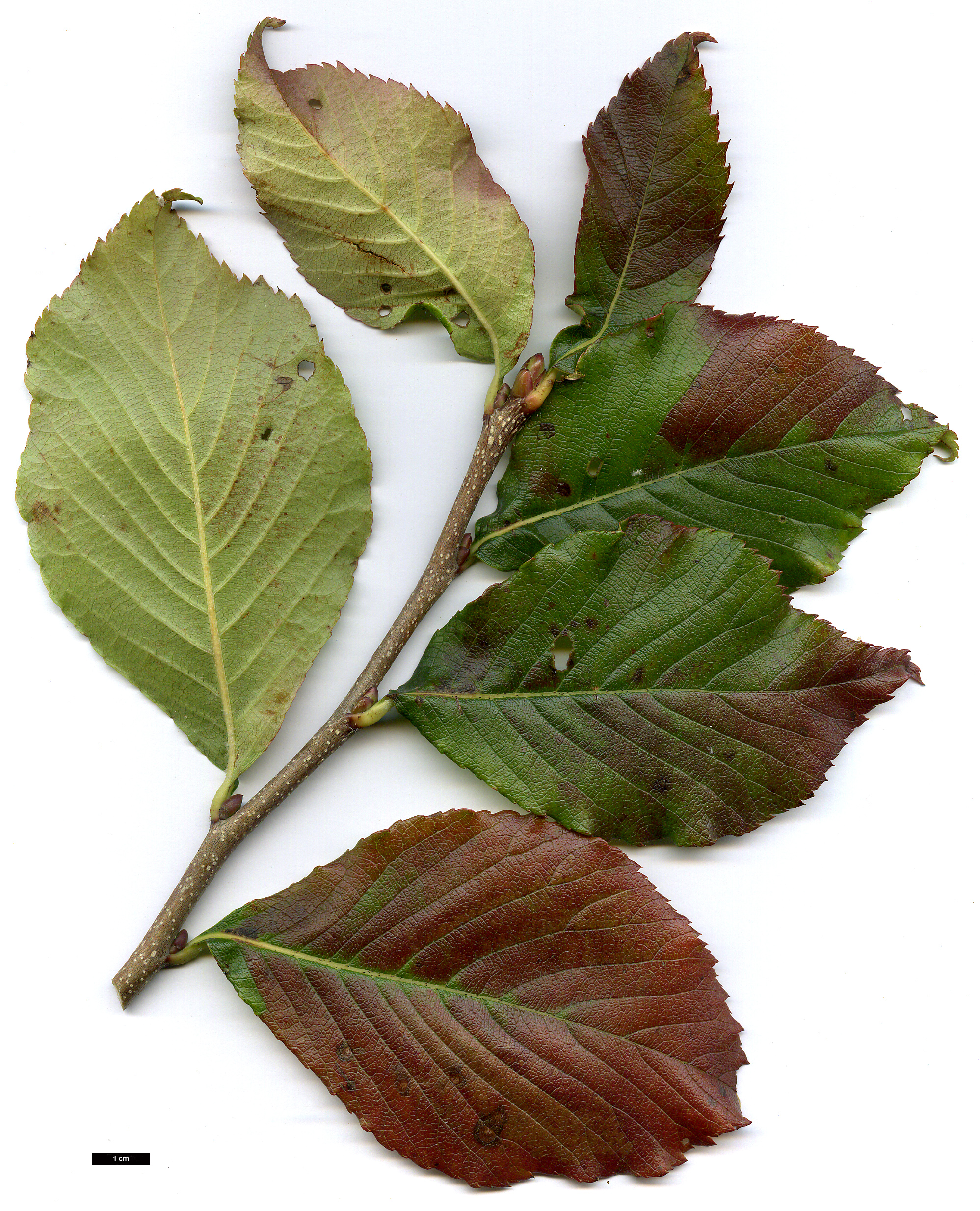 High resolution image: Family: Rosaceae - Genus: Sorbus - Taxon: keissleri