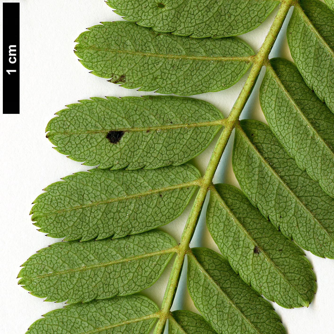High resolution image: Family: Rosaceae - Genus: Sorbus - Taxon: koehneana