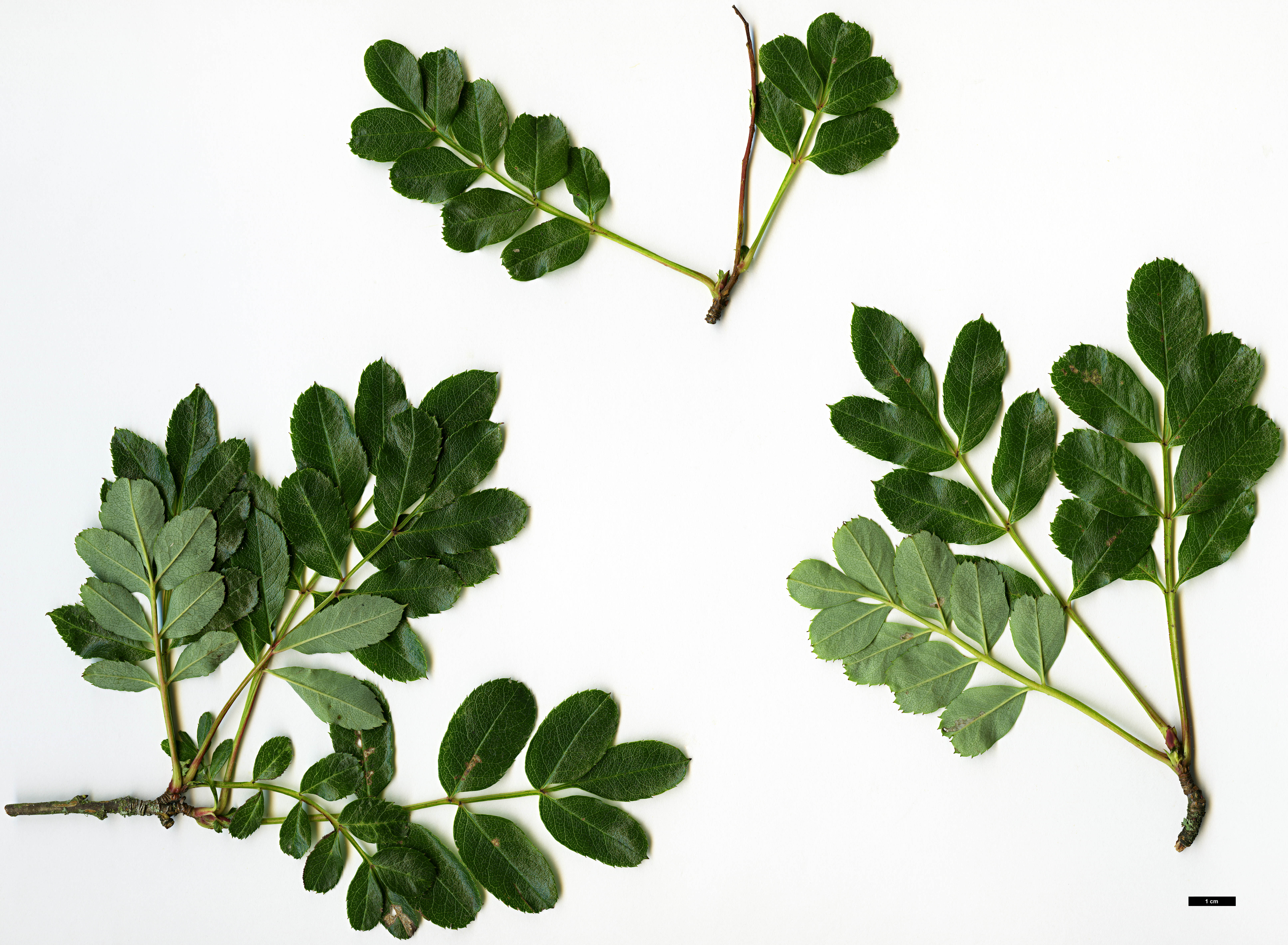 High resolution image: Family: Rosaceae - Genus: Sorbus - Taxon: kurzii