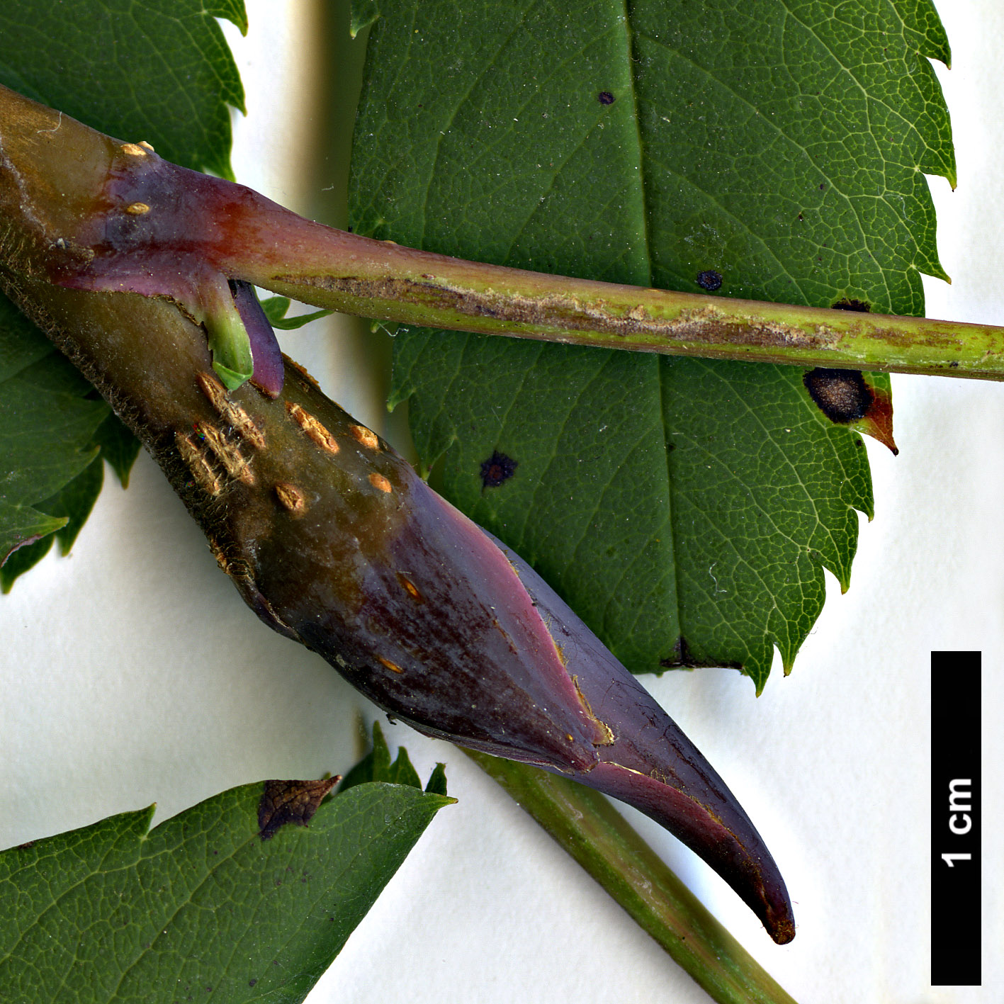 High resolution image: Family: Rosaceae - Genus: Sorbus - Taxon: matsumurana