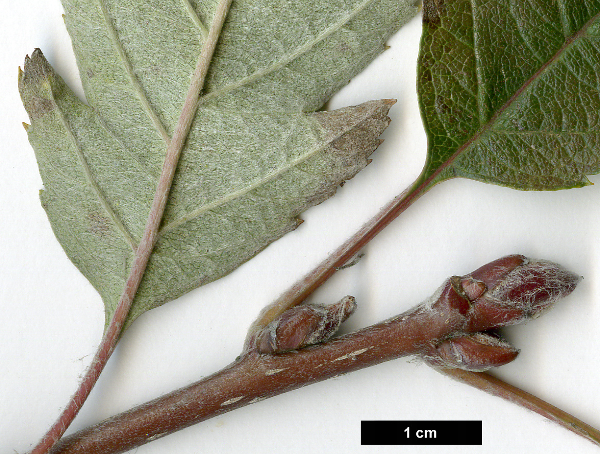High resolution image: Family: Rosaceae - Genus: Sorbus - Taxon: minima