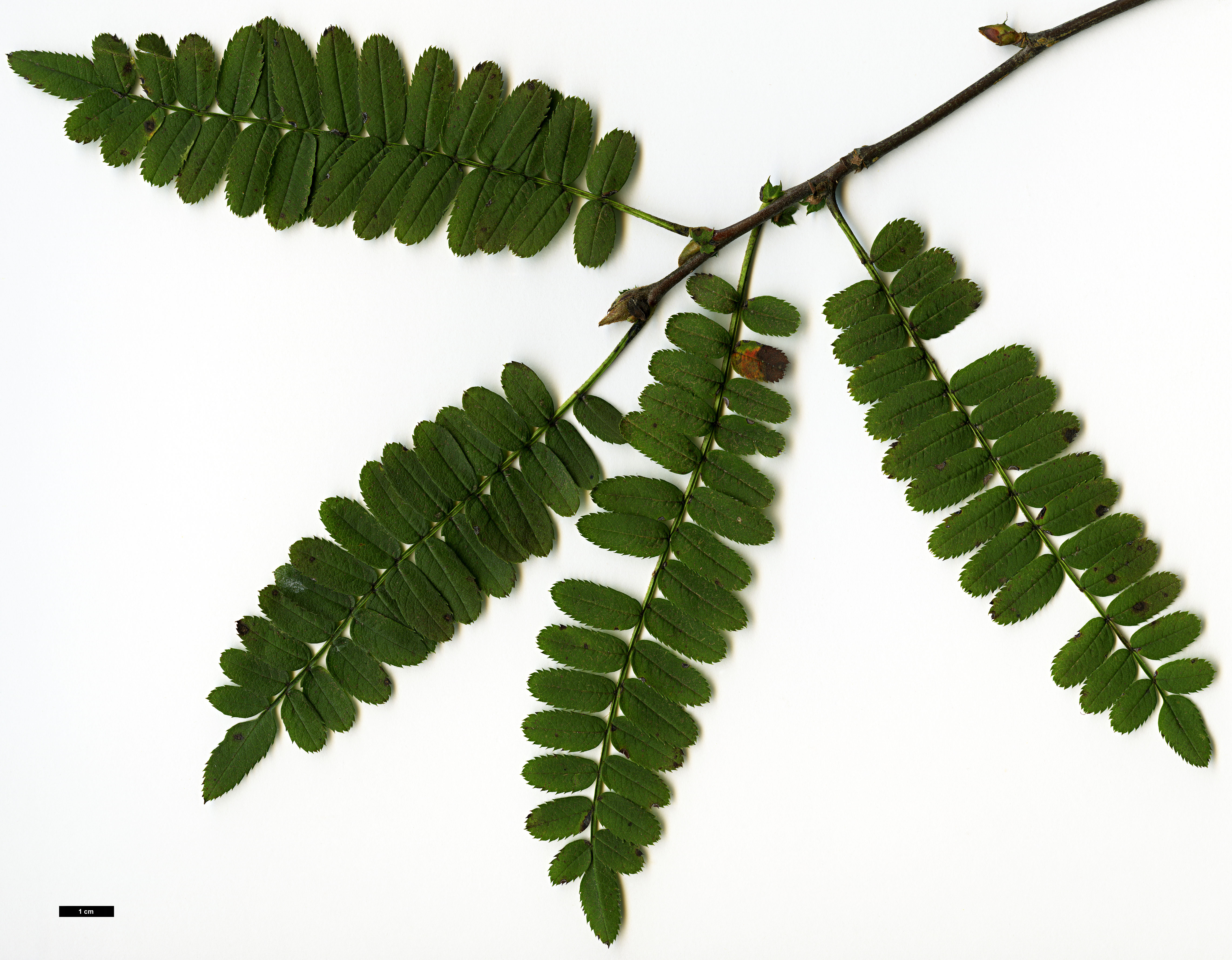 High resolution image: Family: Rosaceae - Genus: Sorbus - Taxon: munda