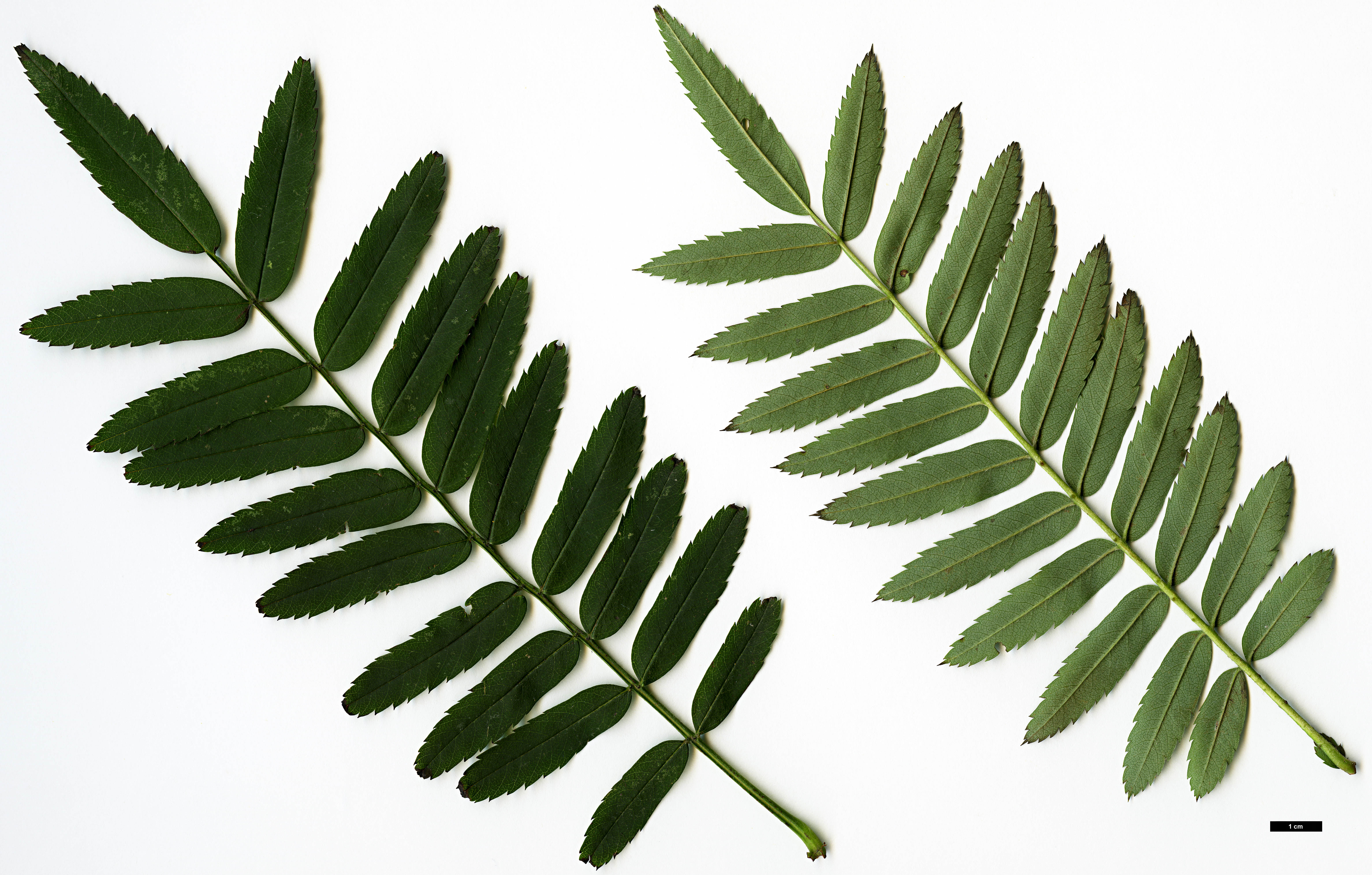 High resolution image: Family: Rosaceae - Genus: Sorbus - Taxon: parvifructa