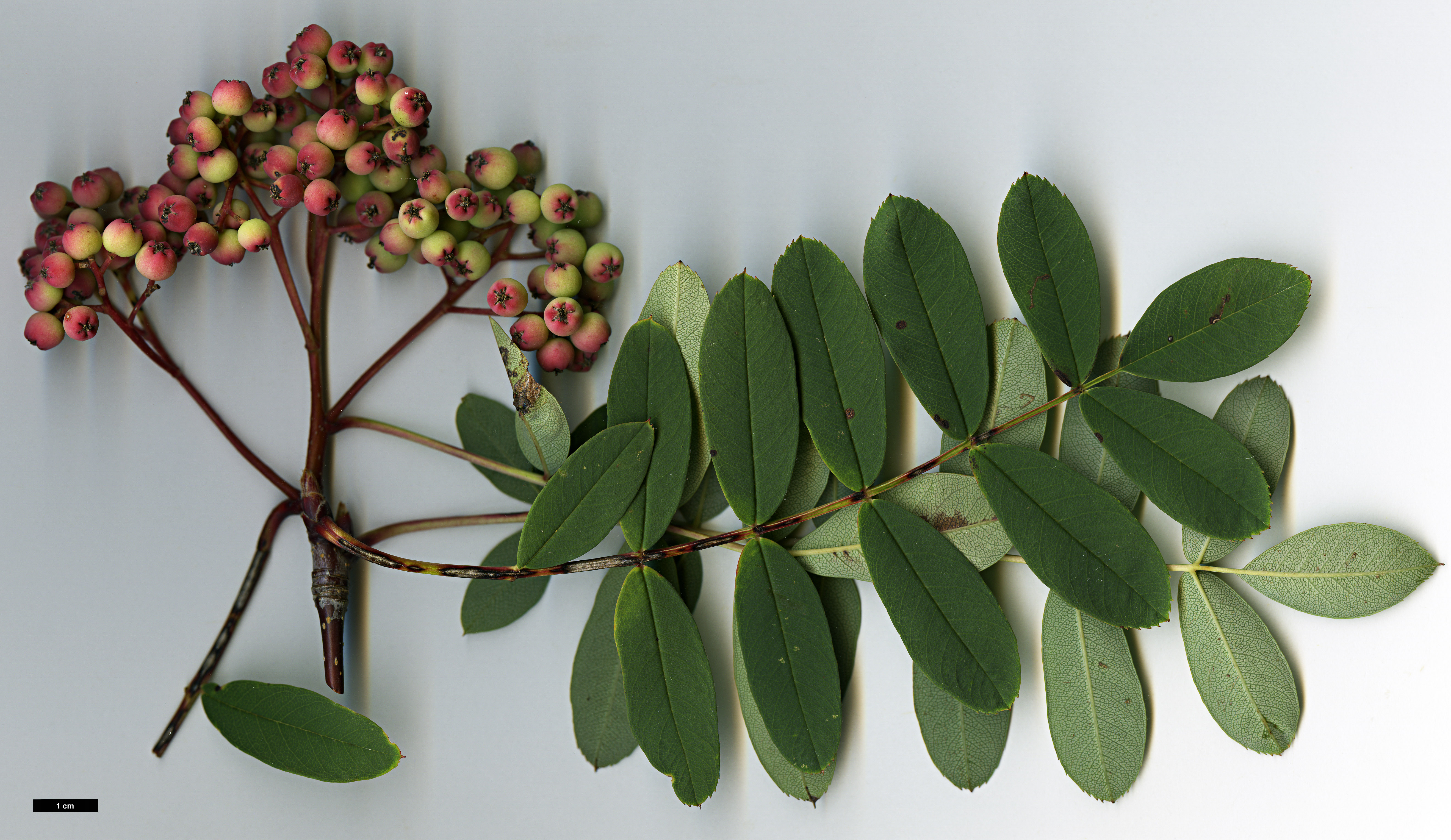 High resolution image: Family: Rosaceae - Genus: Sorbus - Taxon: pseudohupehensis